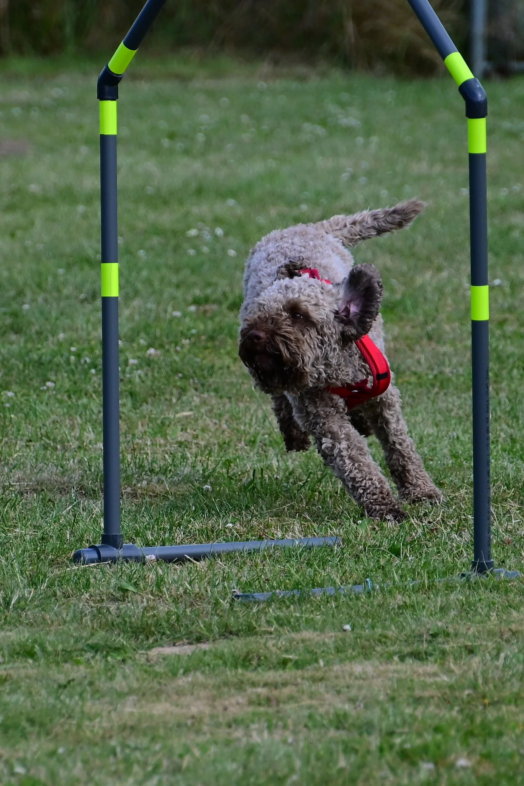 NZ6_1750_aus JPG.JPG