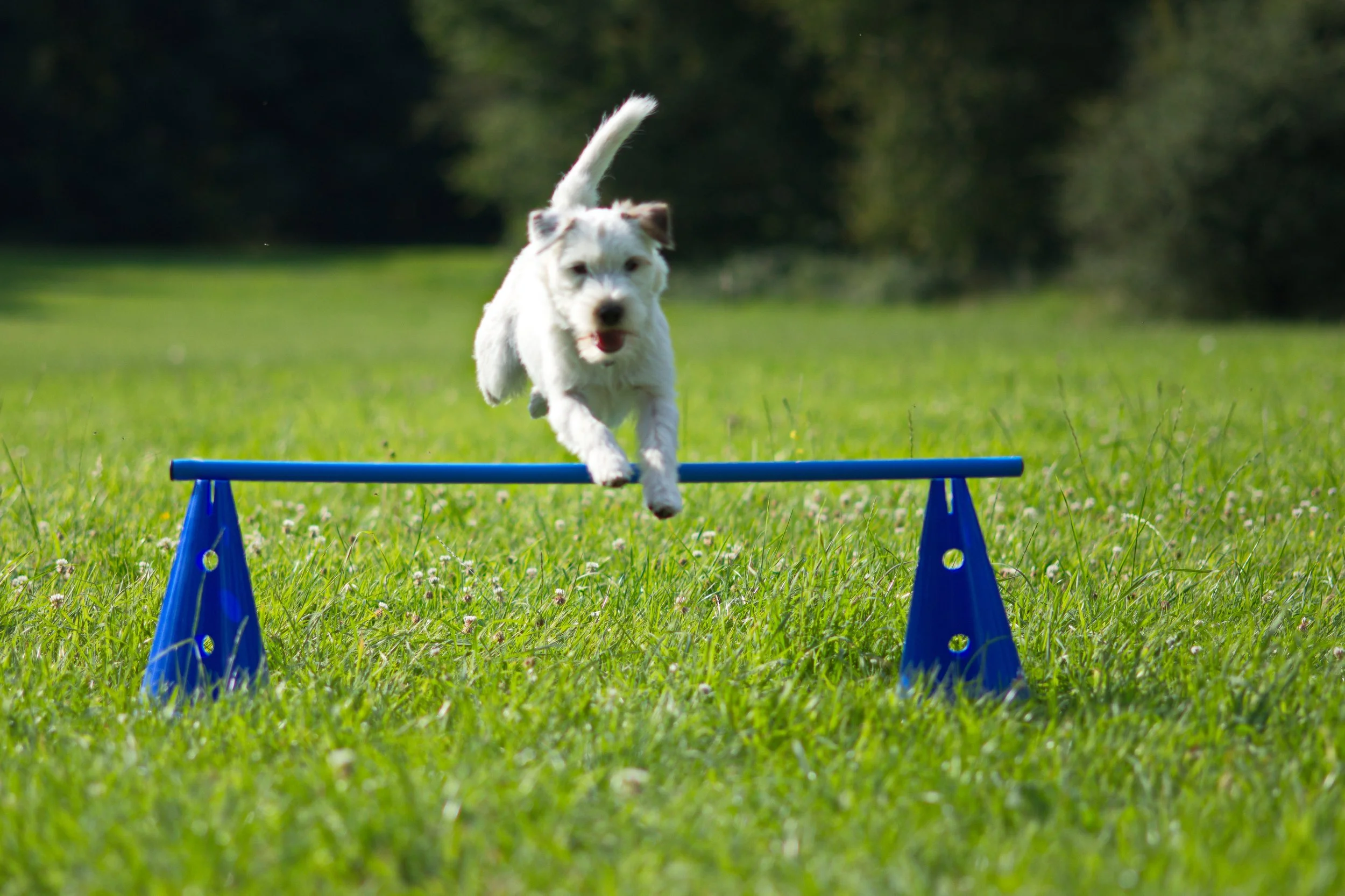 DSC_7671_aus RAW.jpg