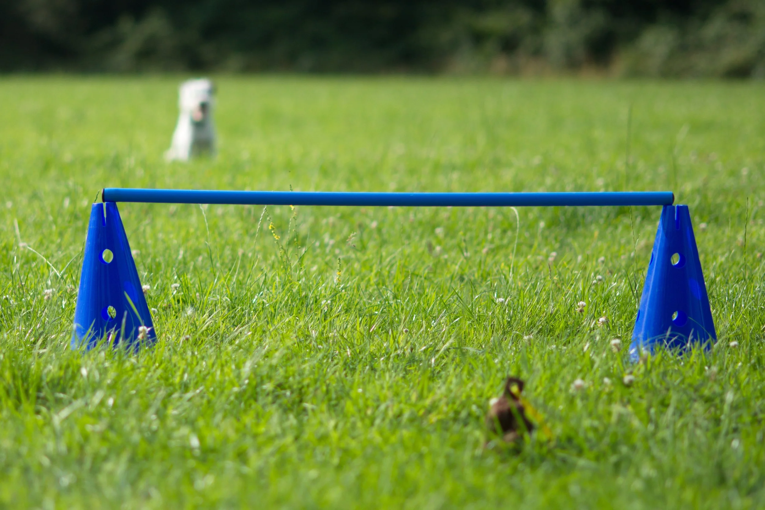 DSC_7761_aus RAW.jpg