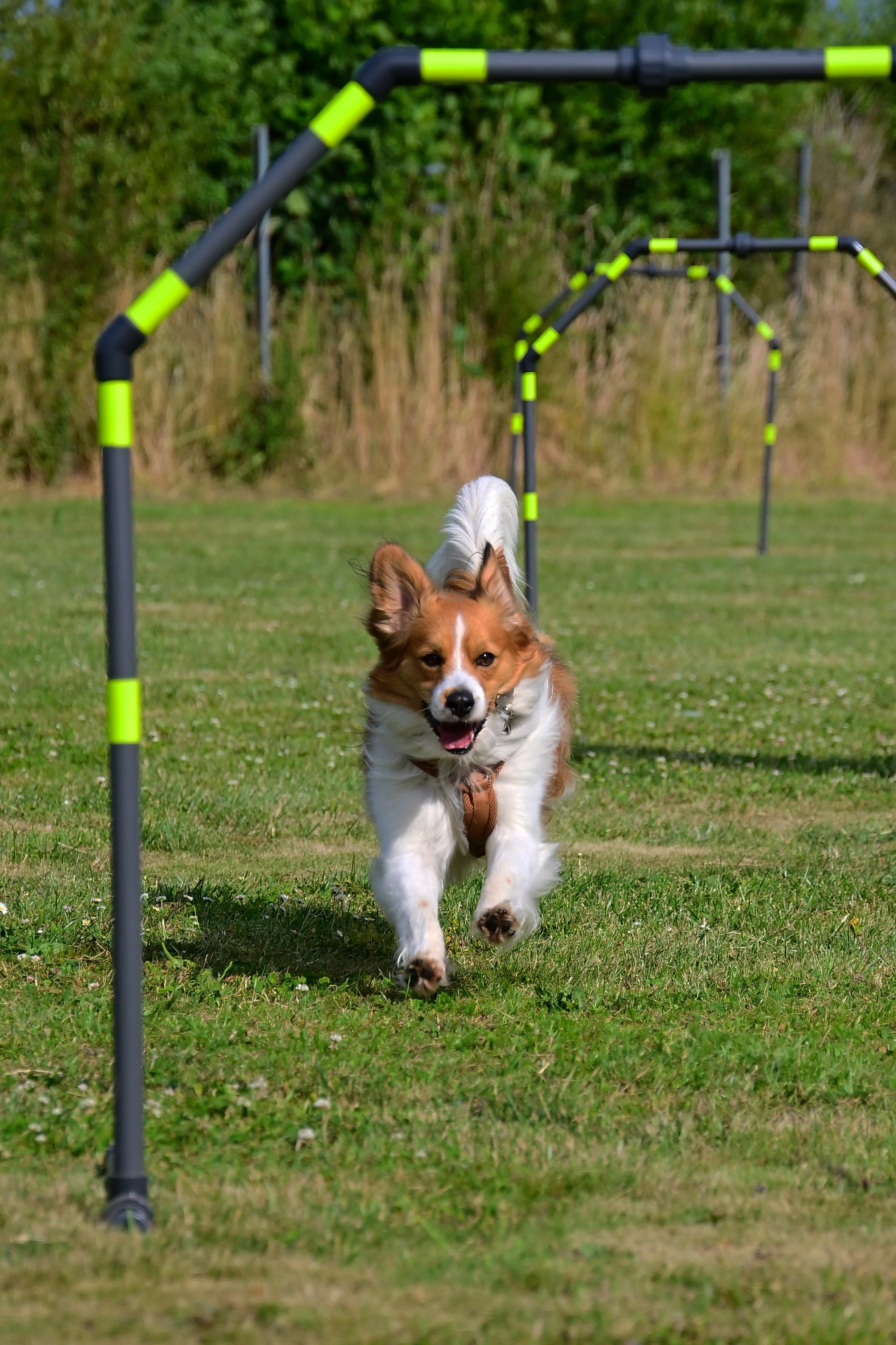 NZ6_1671_aus JPG.JPG