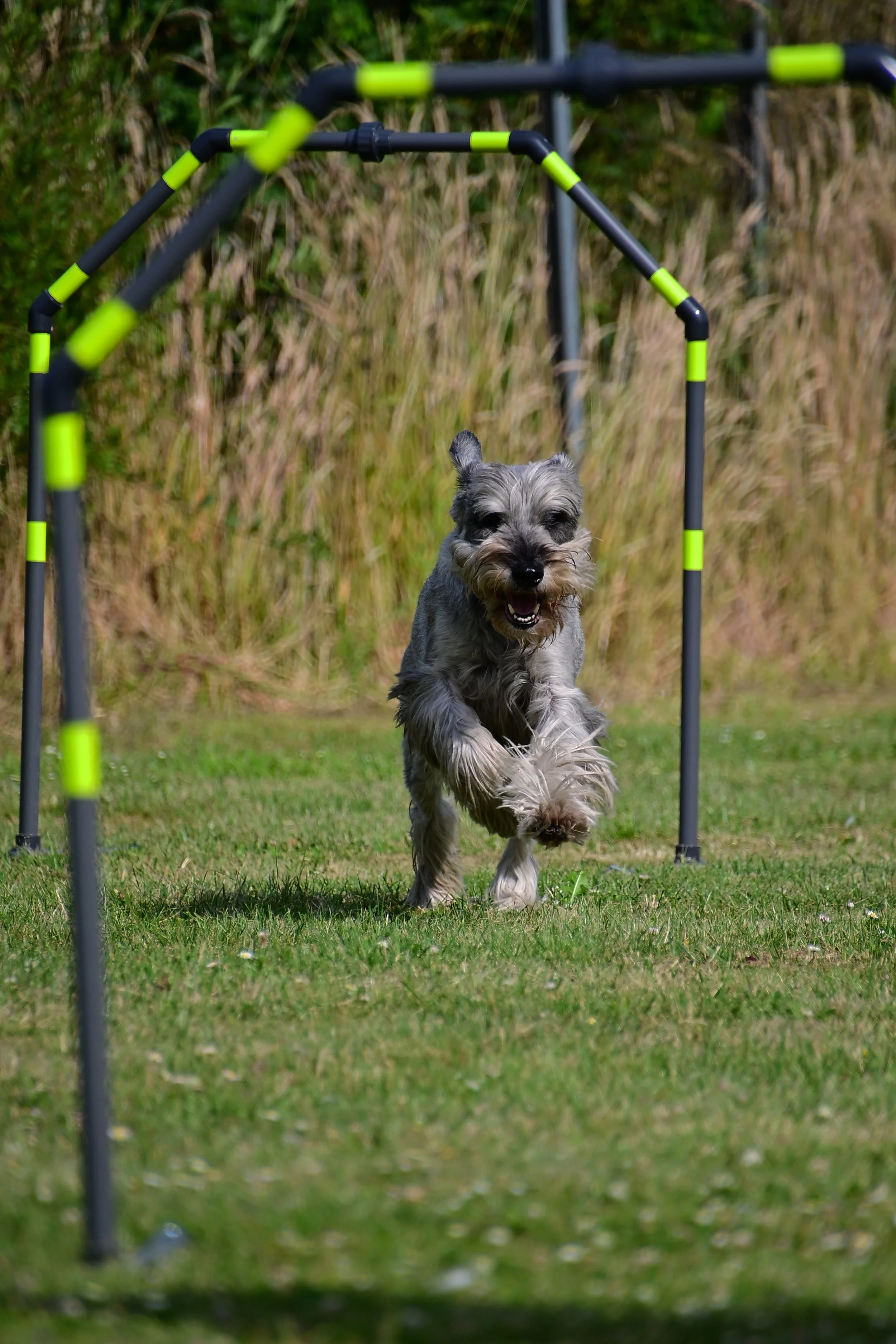 NZ6_1654_aus JPG.JPG