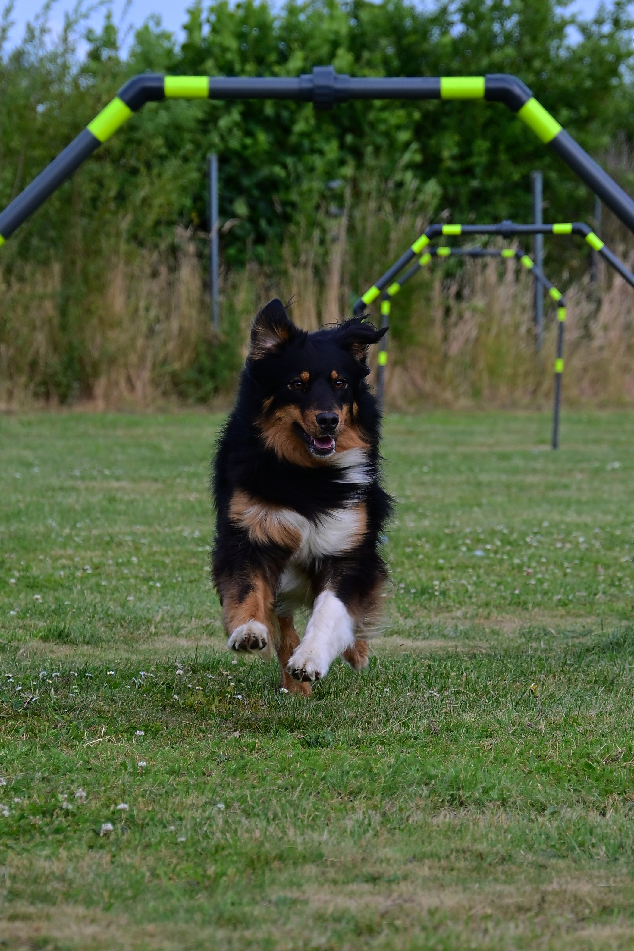 NZ6_1696_aus JPG.JPG