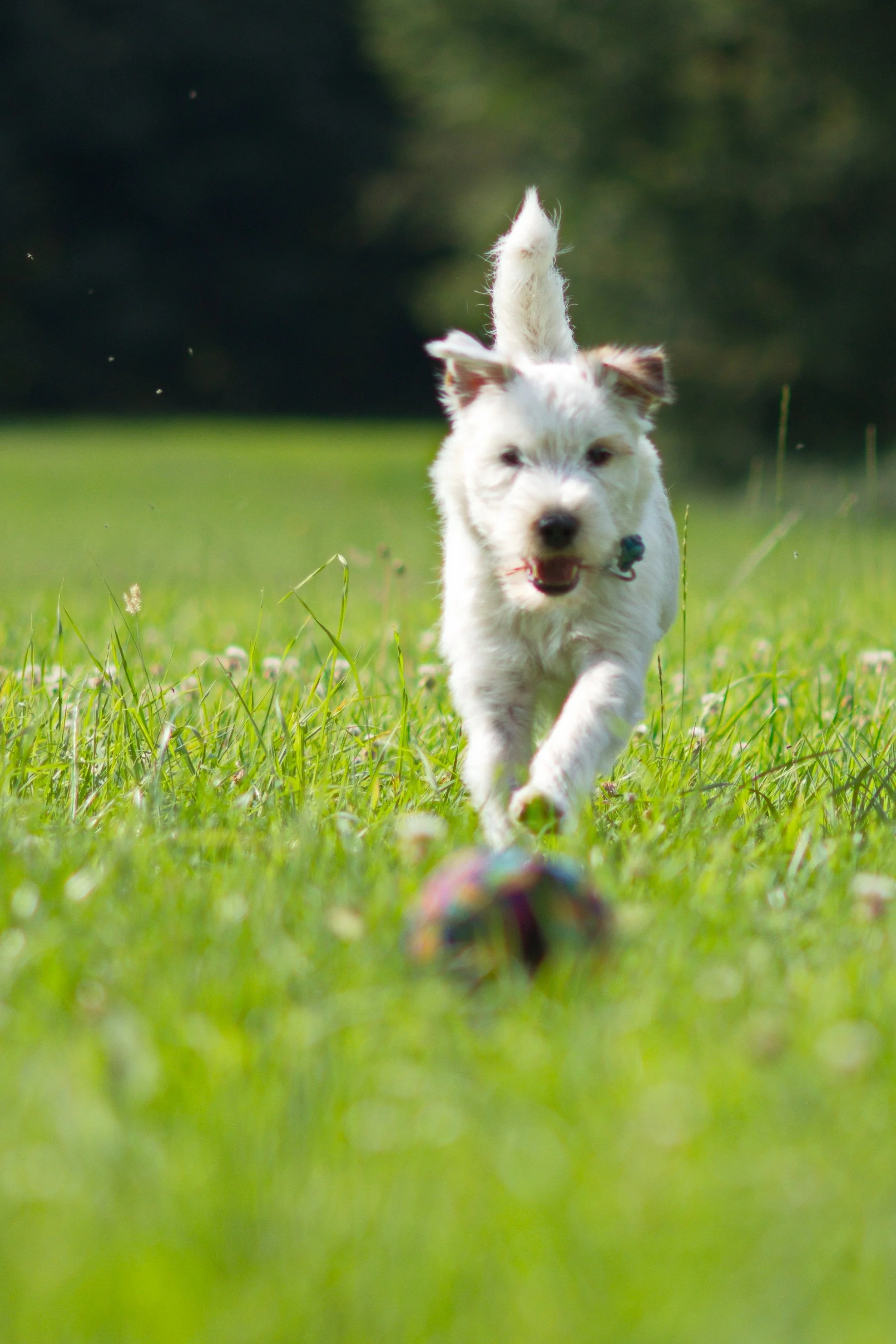 DSC_7422_aus RAW.jpg