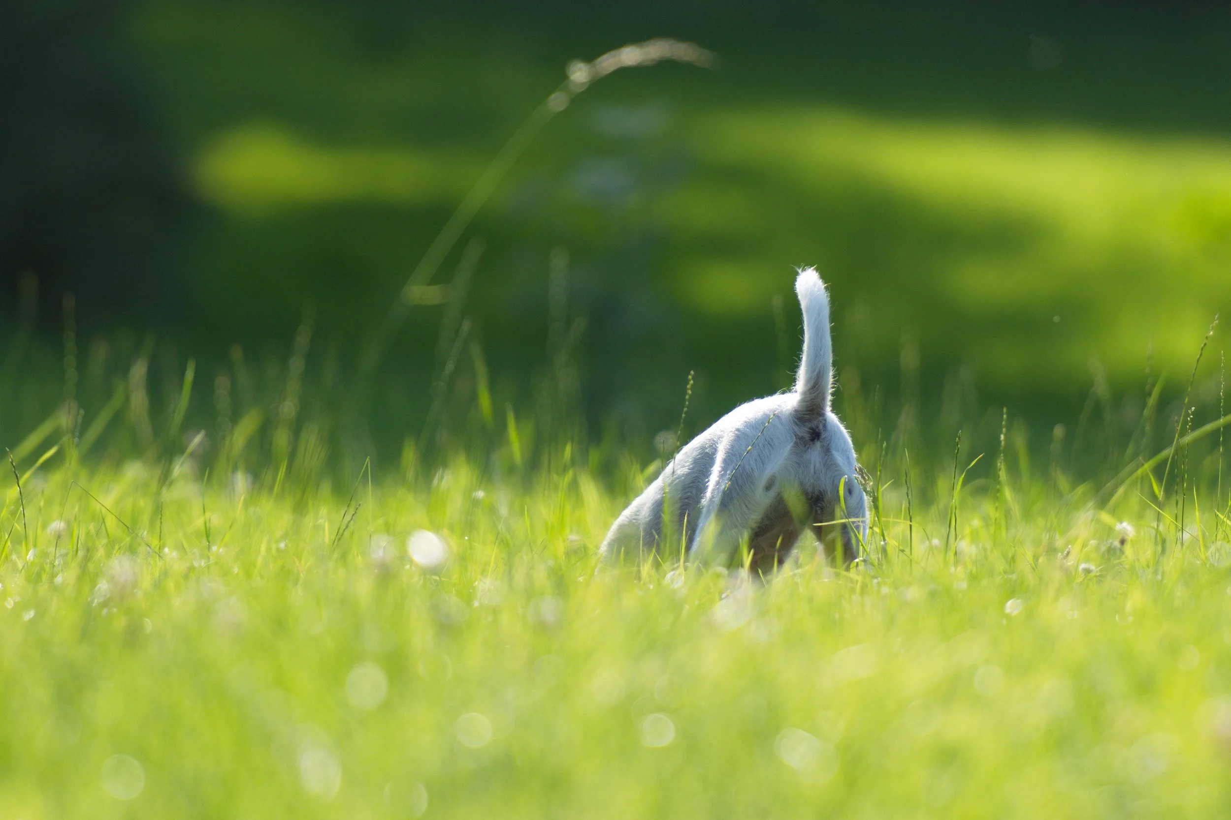 DSC_8126_aus RAW.jpg