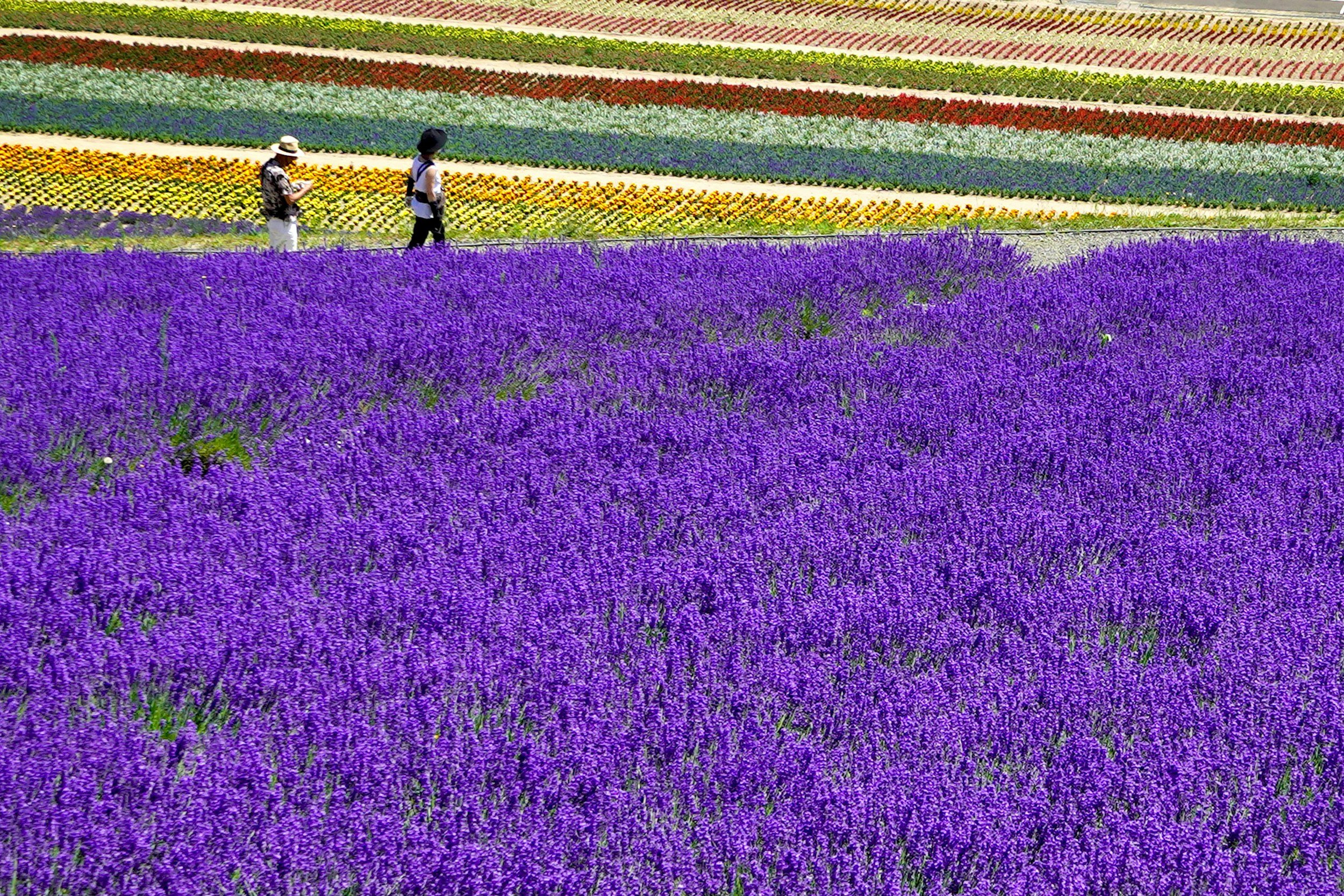 Local Experiences on Your Japan Honeymoon