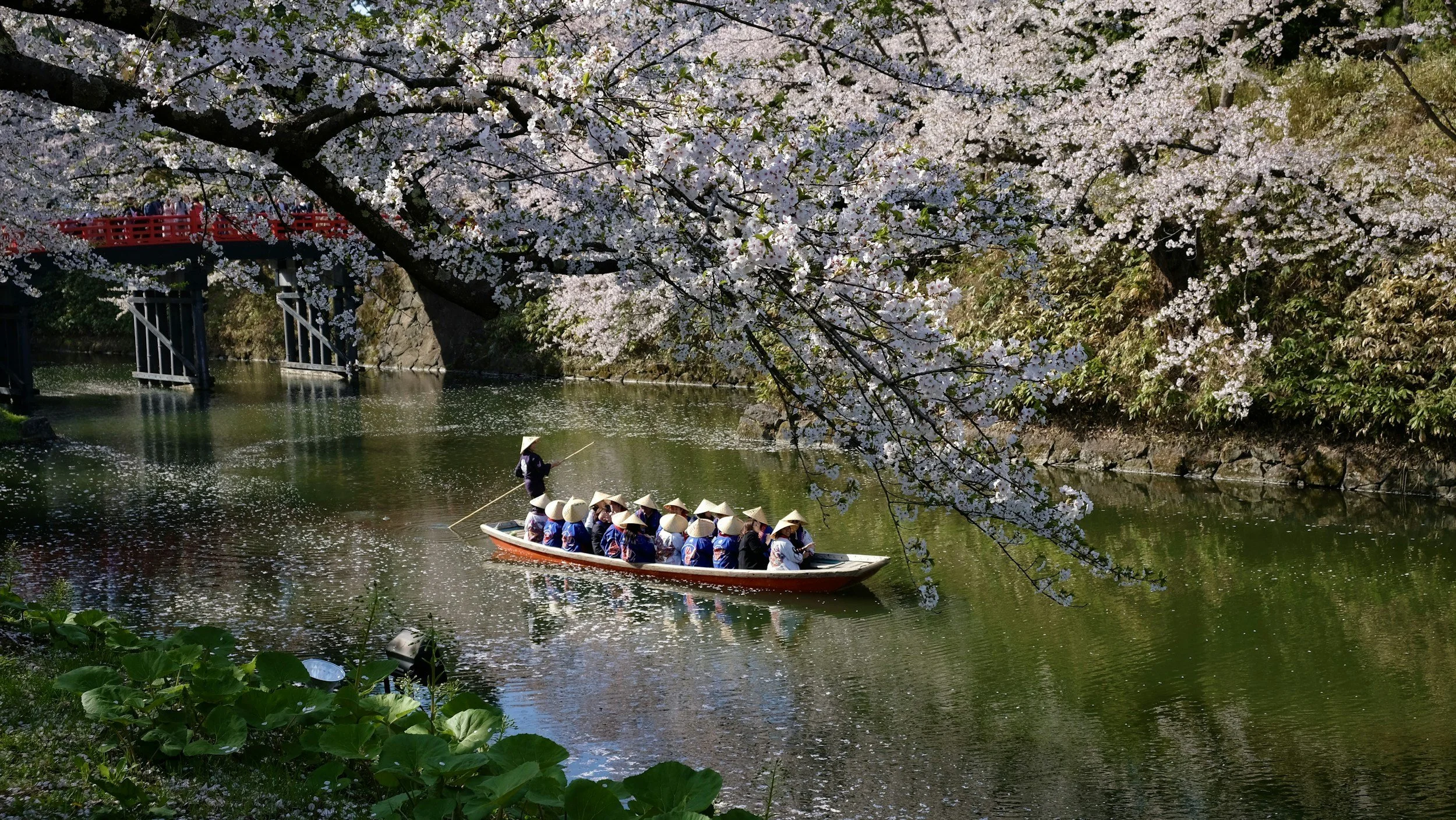Springtime in Japan: Sakura &amp; More