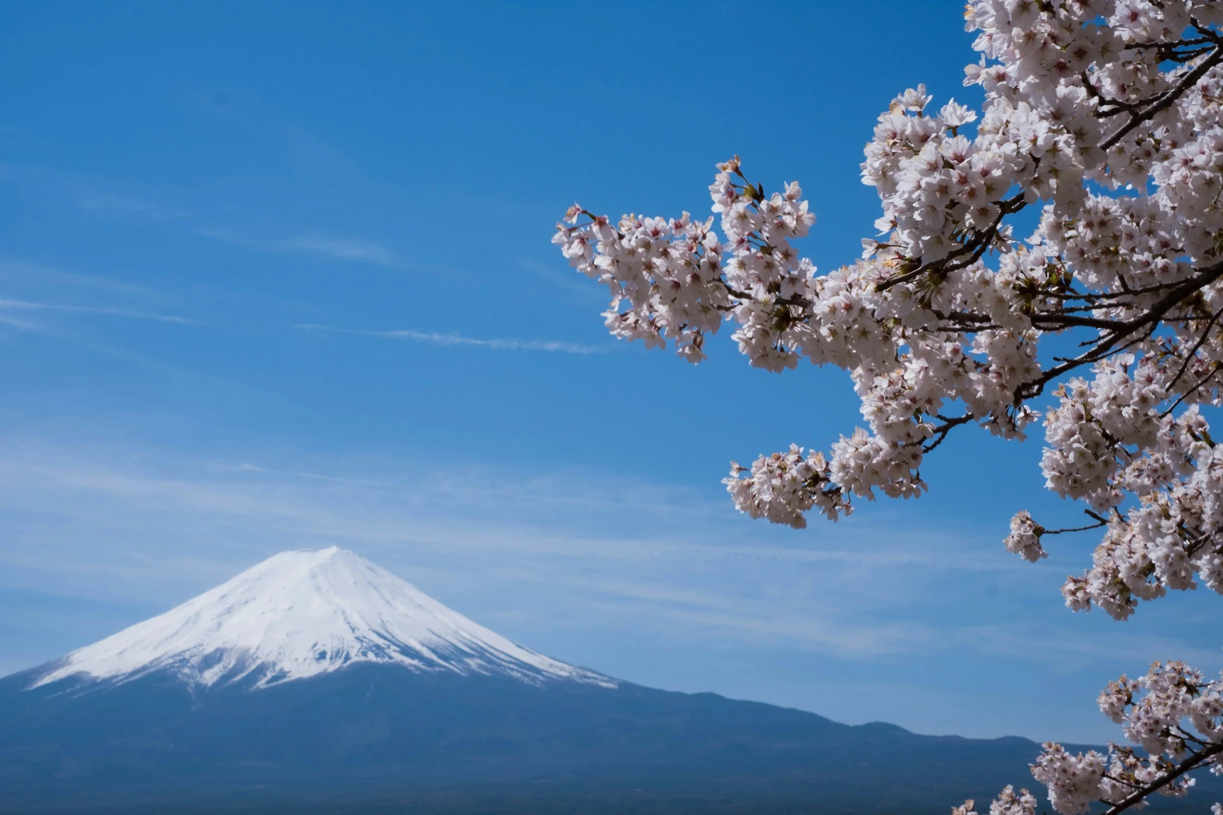 Photo of Mt Fuji with Sakura cherry blossoms in Shizuoka Japan.