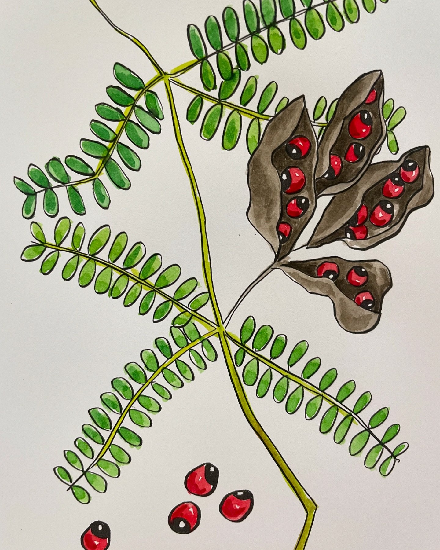 My latest illustrating commission has been very satisfying. It is for educational resources featuring various aspects of Cape York life. I love the colourful beauty of Northern Australian nature.