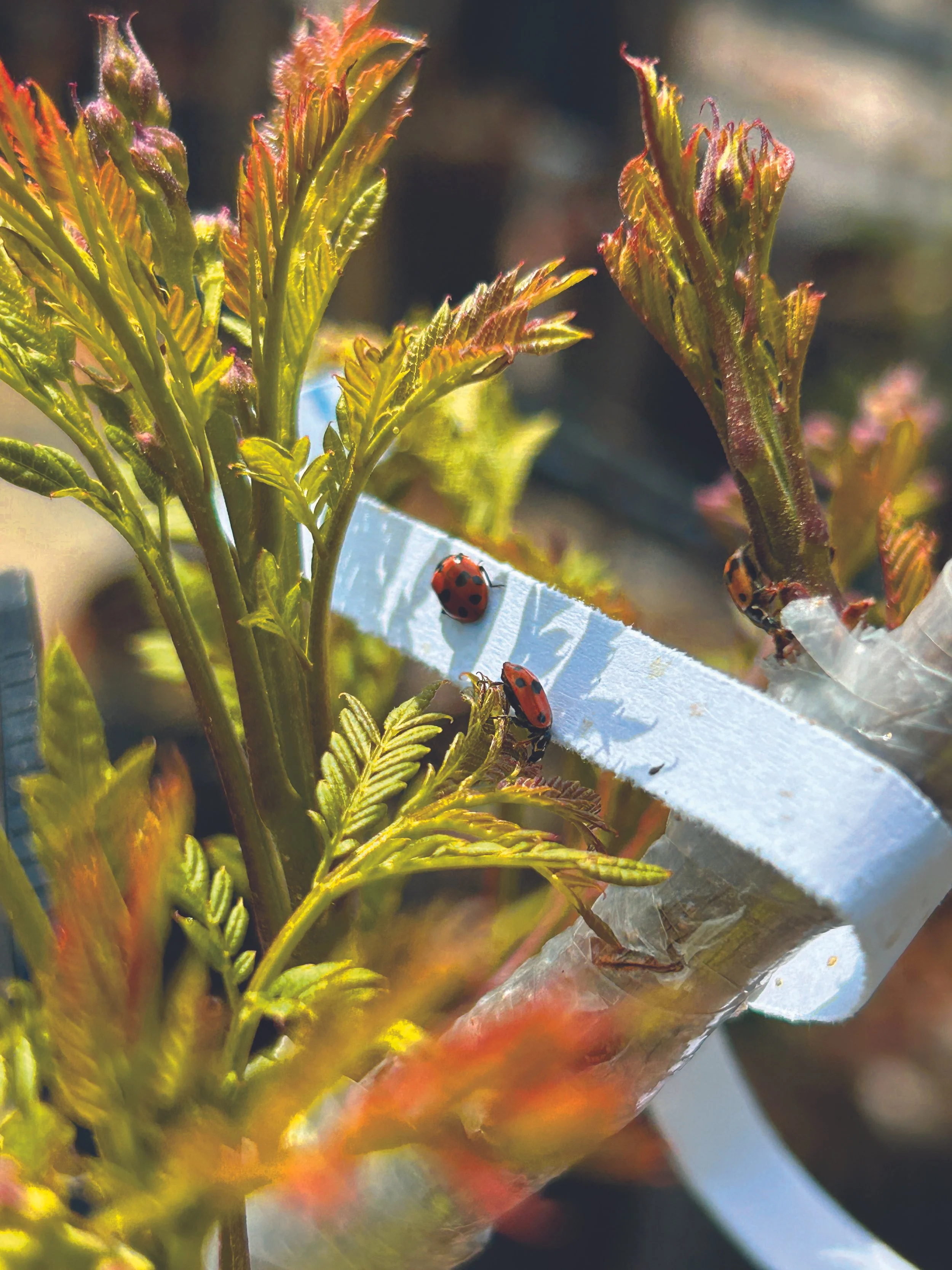 Ellenby Lady birds, capabilities doc.jpg