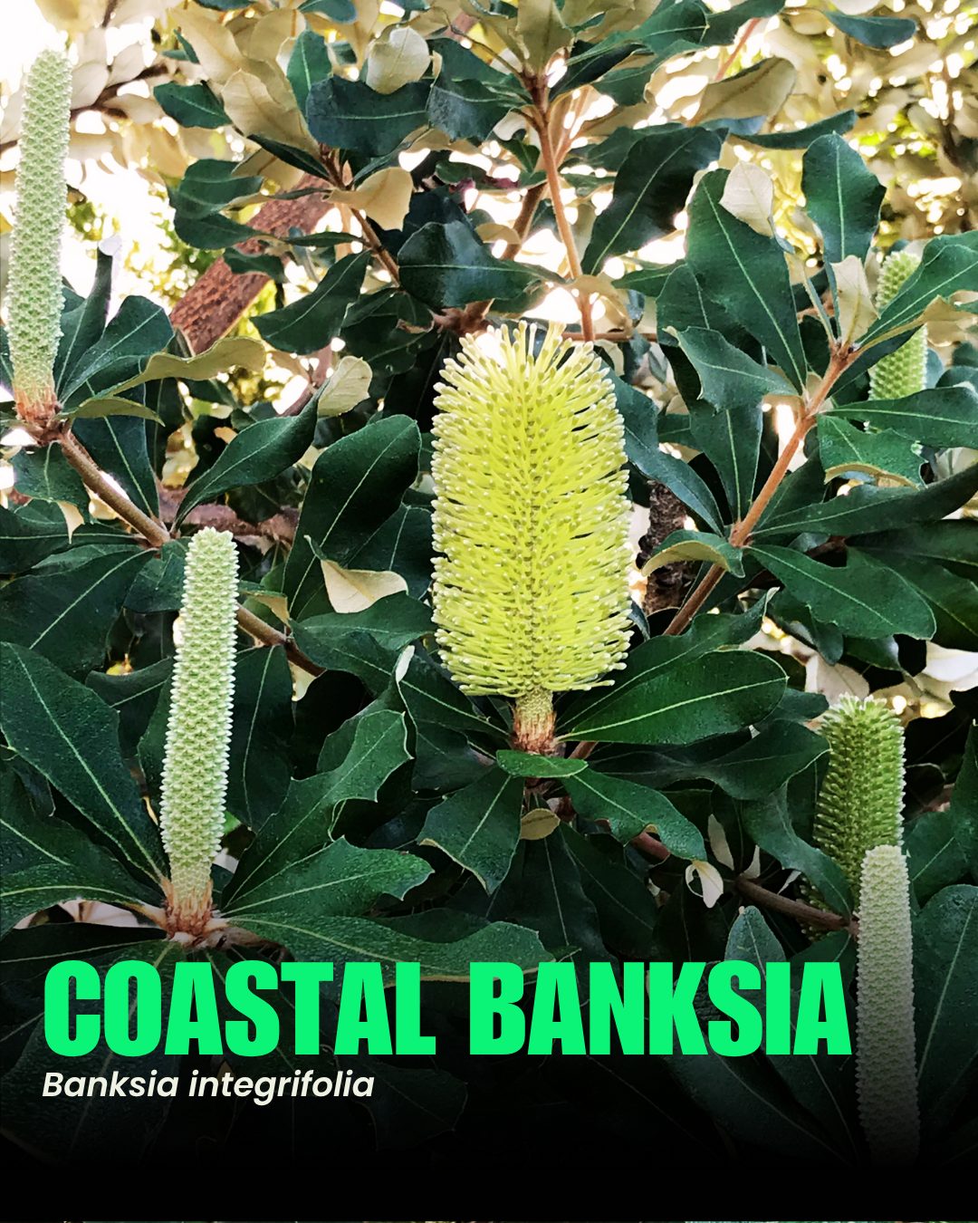 Coastal Banksia (Banksia integrifolia).png