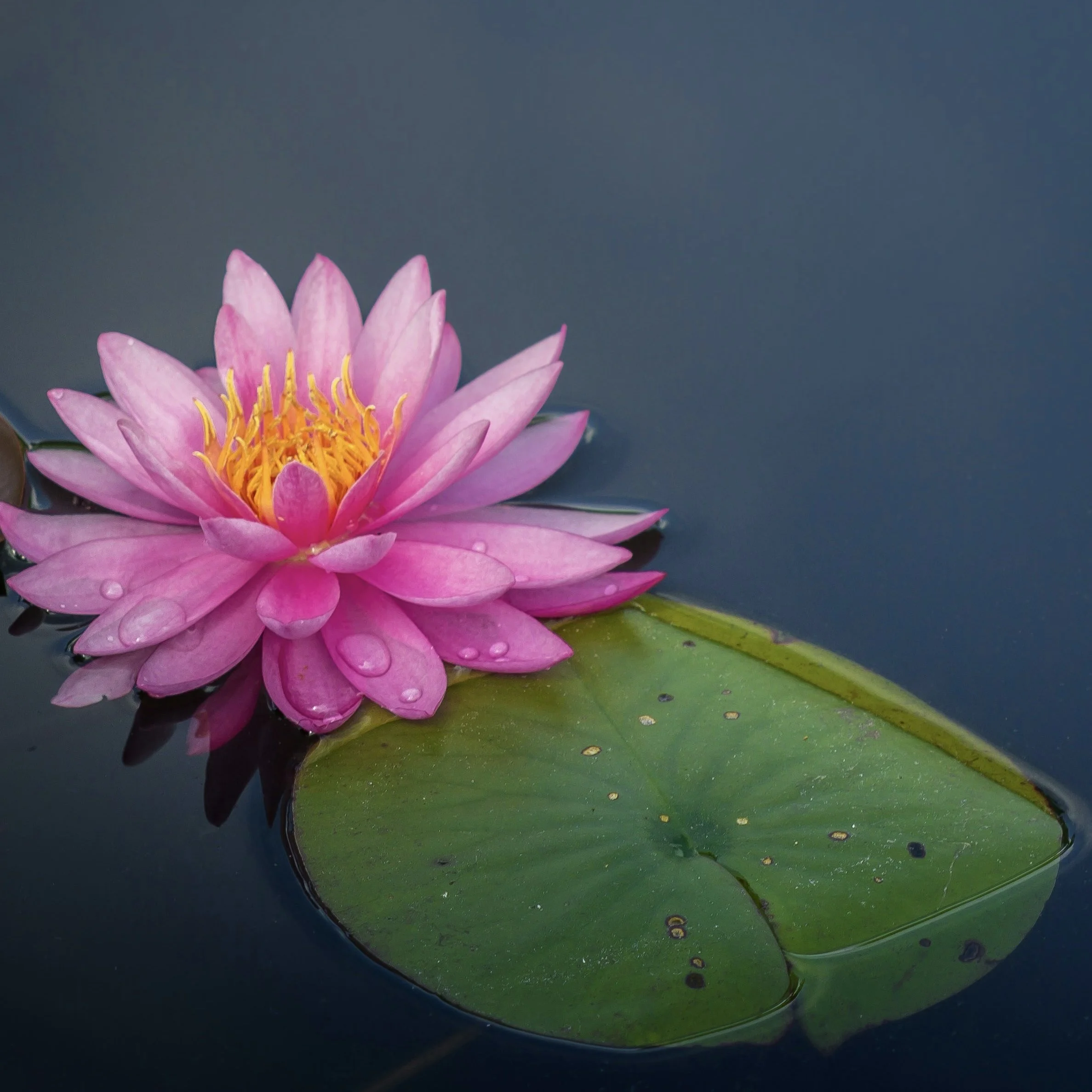 Buddha on the Lotus Path