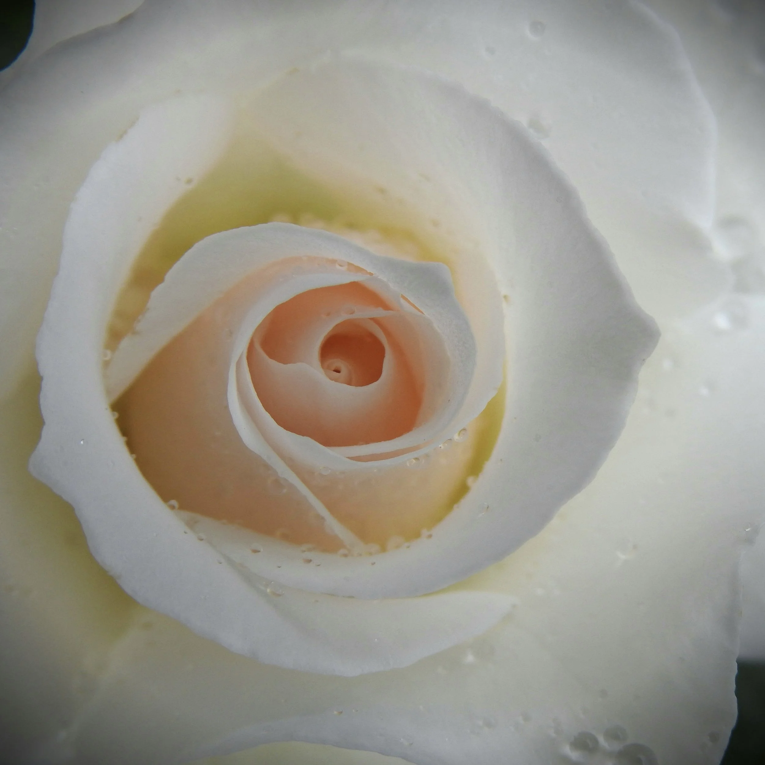 Guanyin on the Unfolding