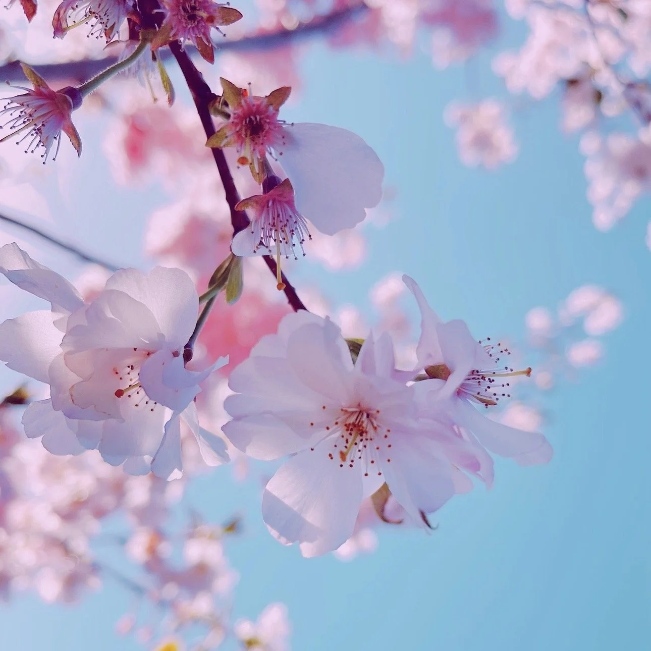 Guanyin on Kindness with No Bounds