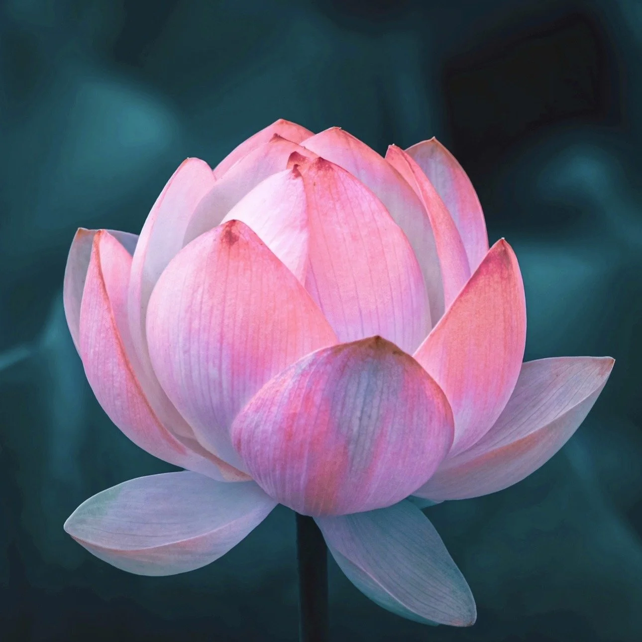 Buddha on the Light Within