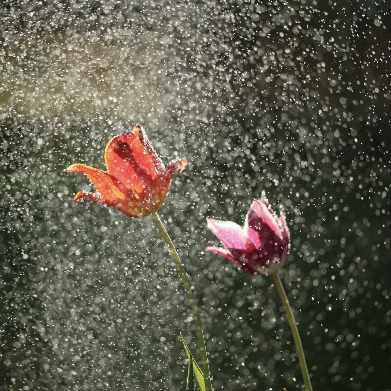 Buddha on Pleasure