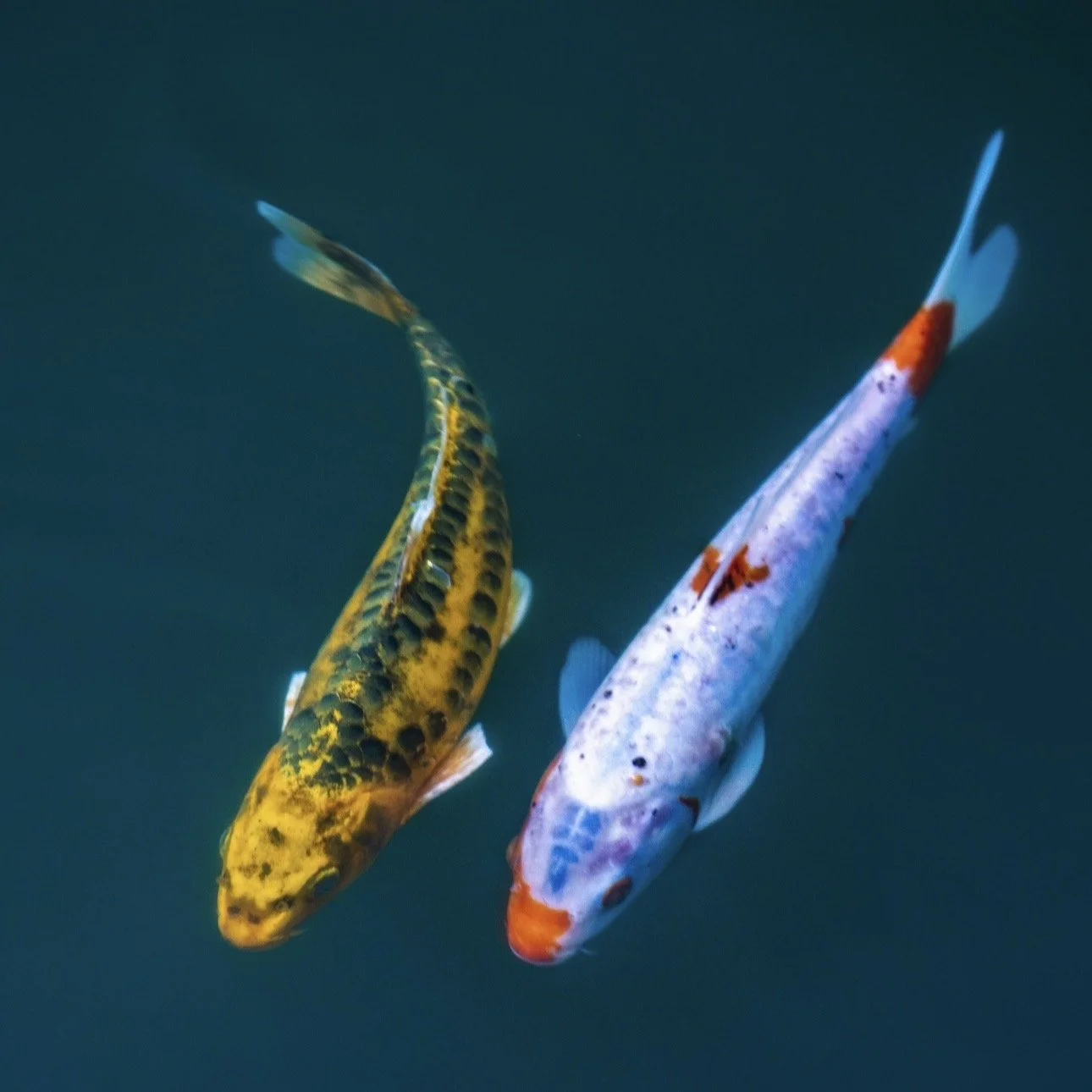 Buddha on Flow: The Two Fish