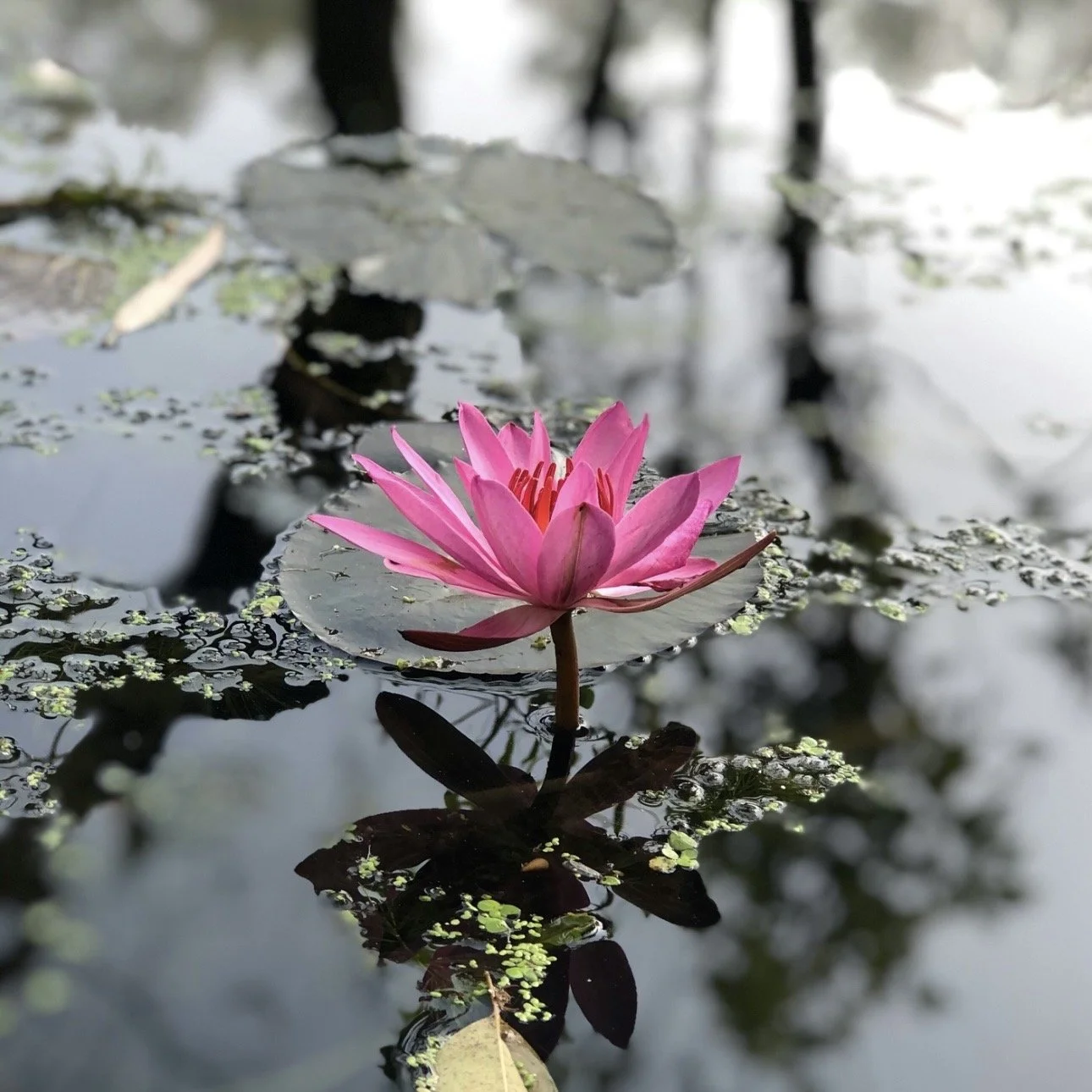 Buddha on Liberation from Samsara