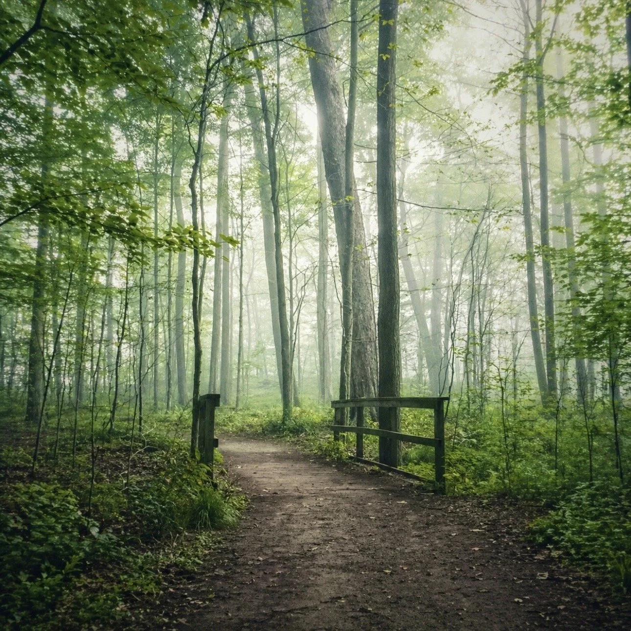 Guanyin on the Path Within