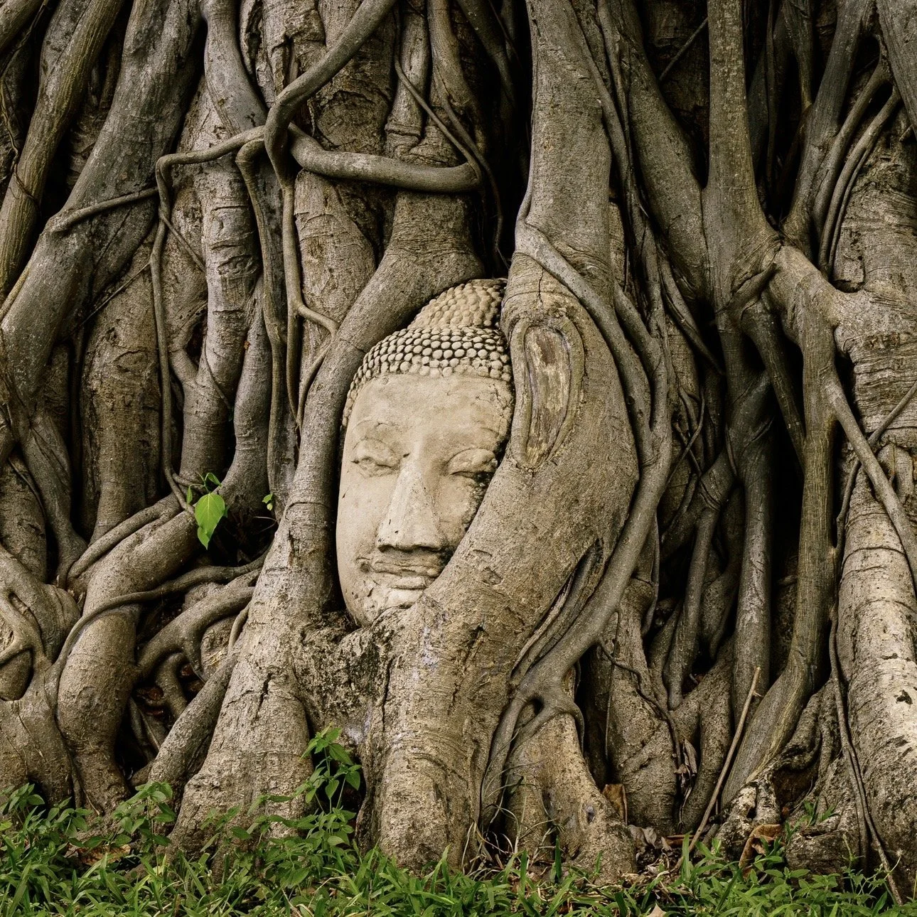 Guanyin and Buddha on the Tired Soul