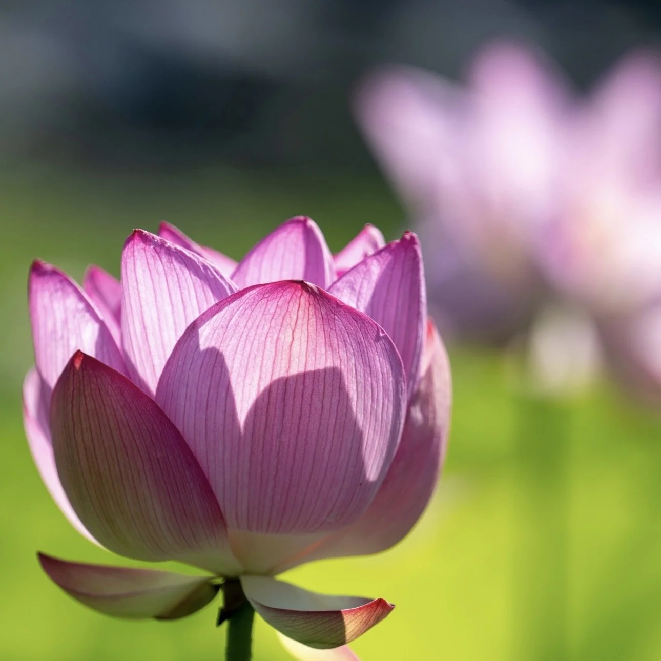 Buddha on the Mind and Samsara