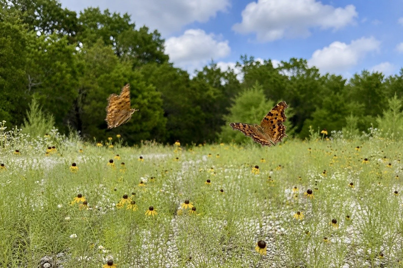 The Butterfly Lovers