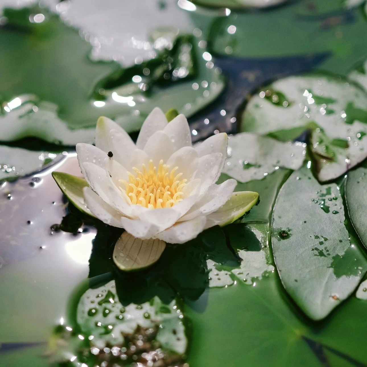 Green Tara on the Lotus Heart