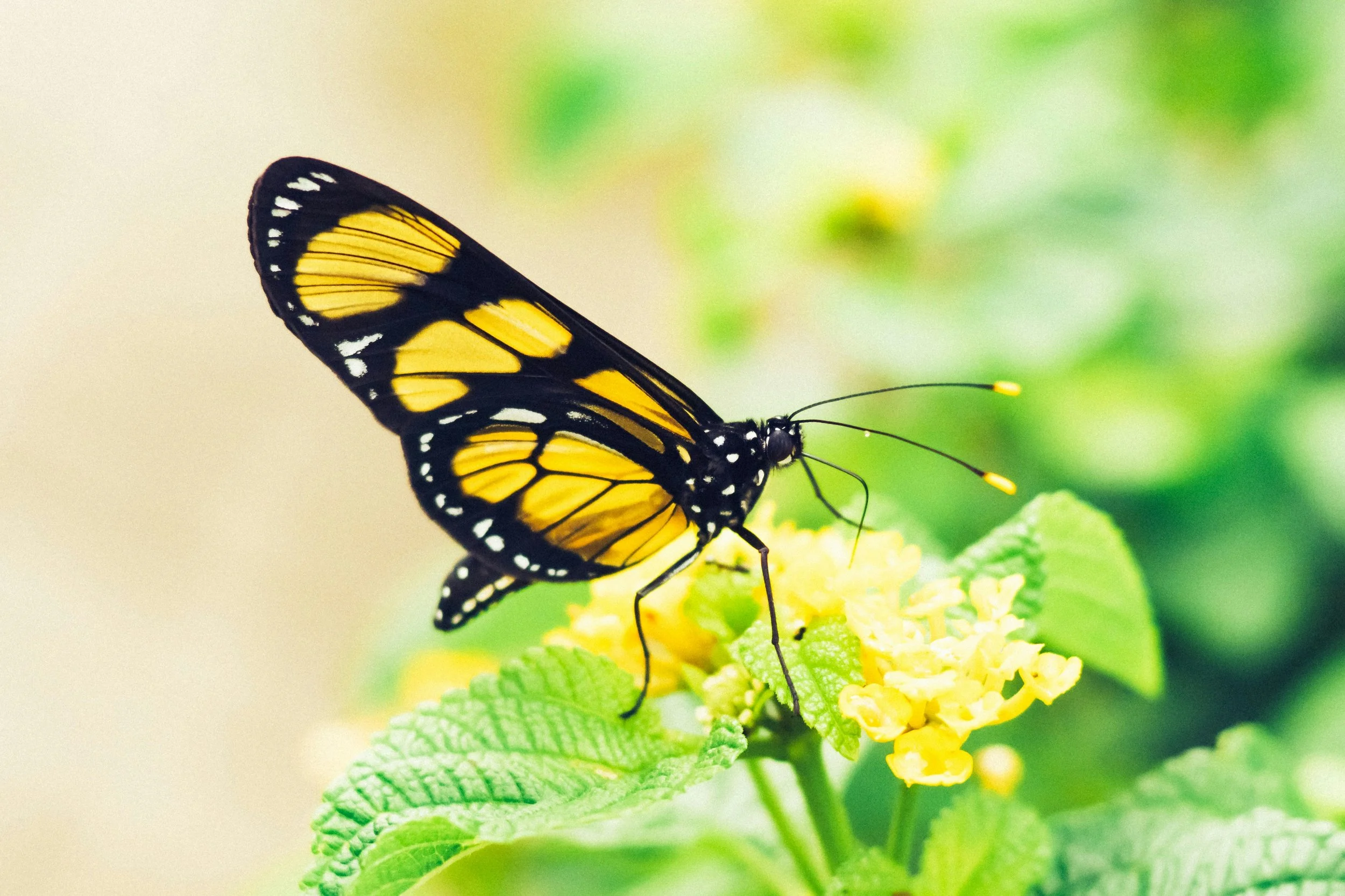 The Butterfly Does Not Ask the Wind