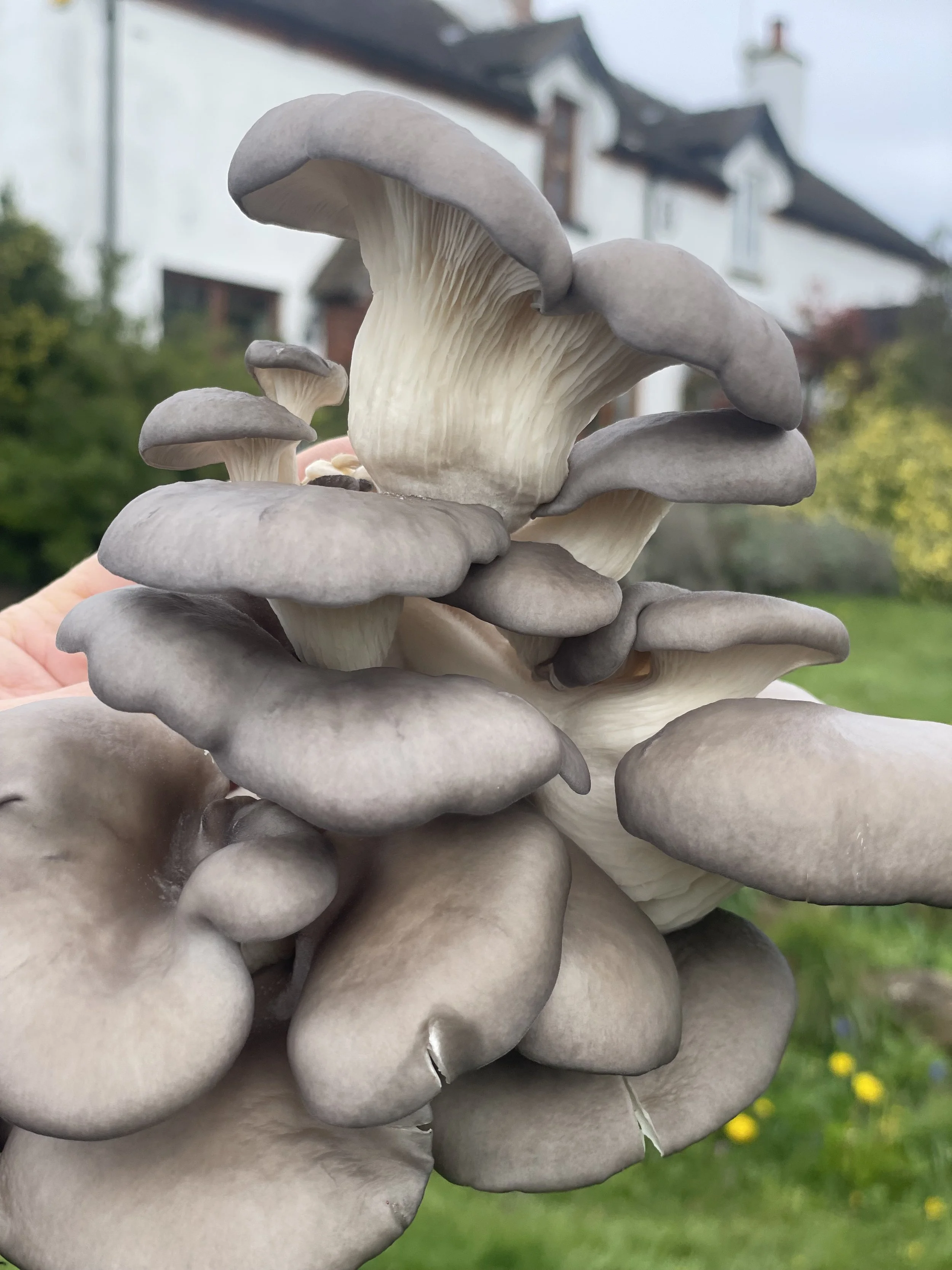 Oysters Mushrooms 200g
