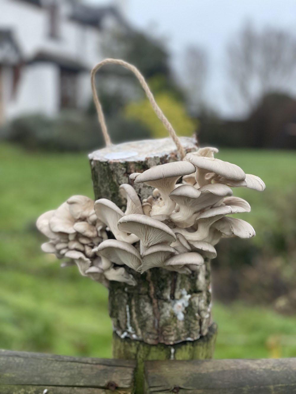 mushroom-log.jpg