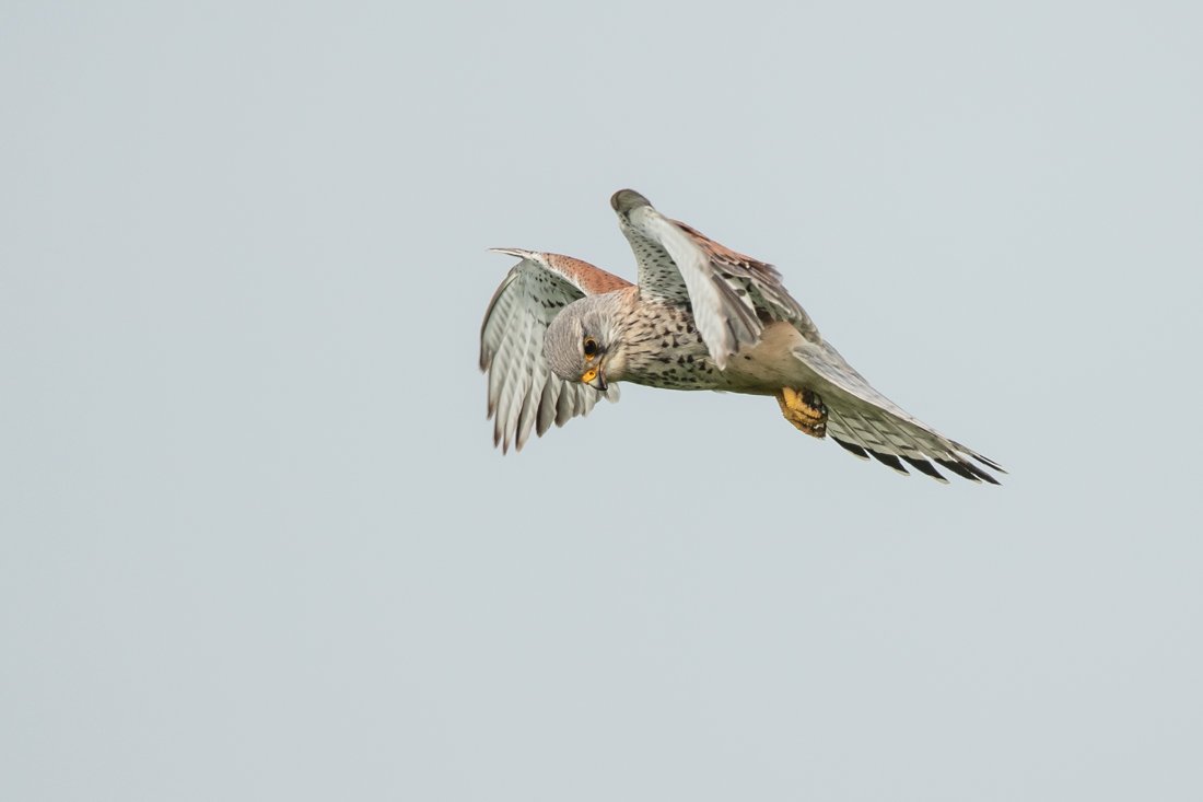 20230430- Kestrel H8I4843.jpg