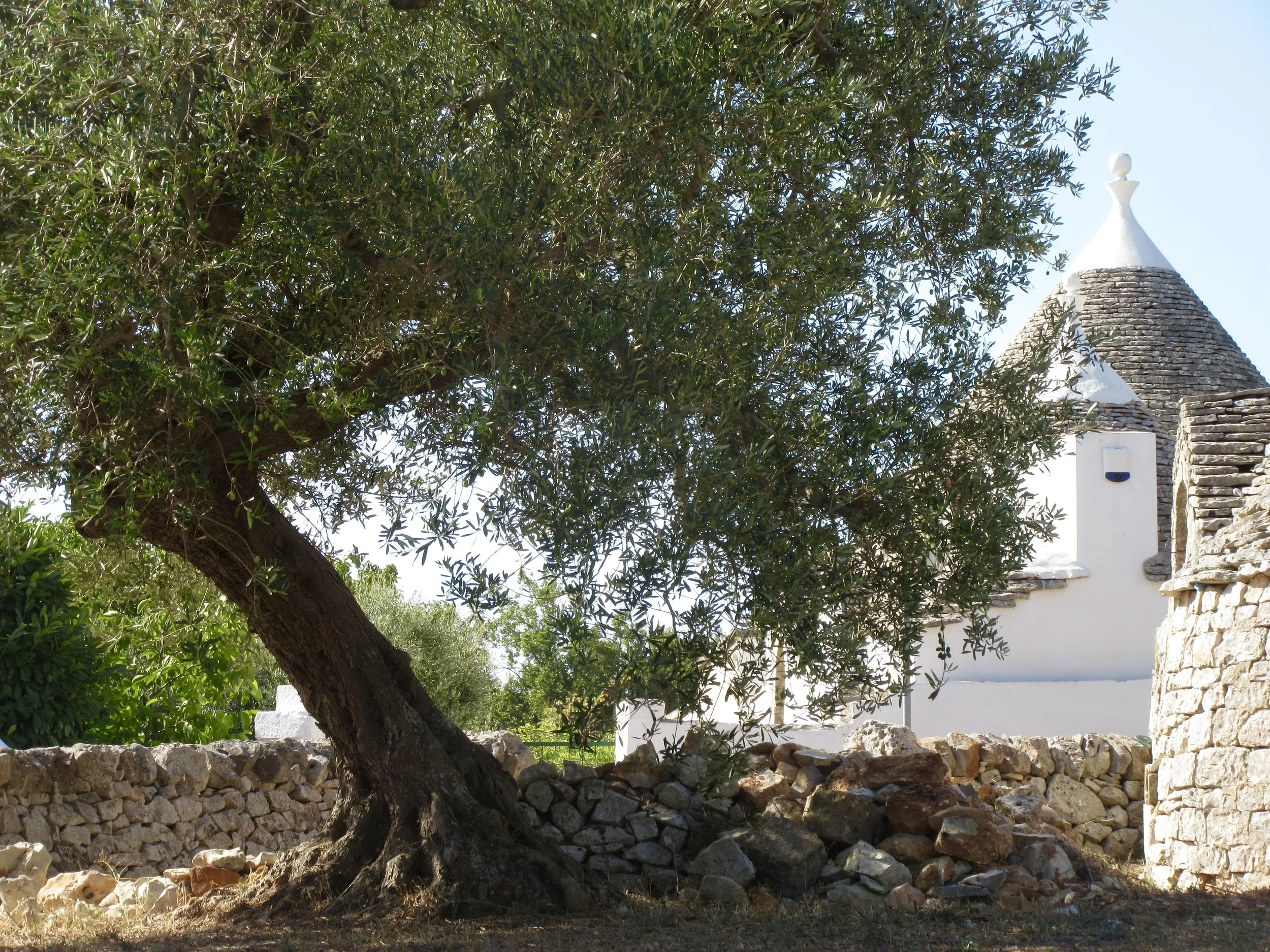 An olive tree and a trullo in the countryside near Locorotondo, Puglia.
