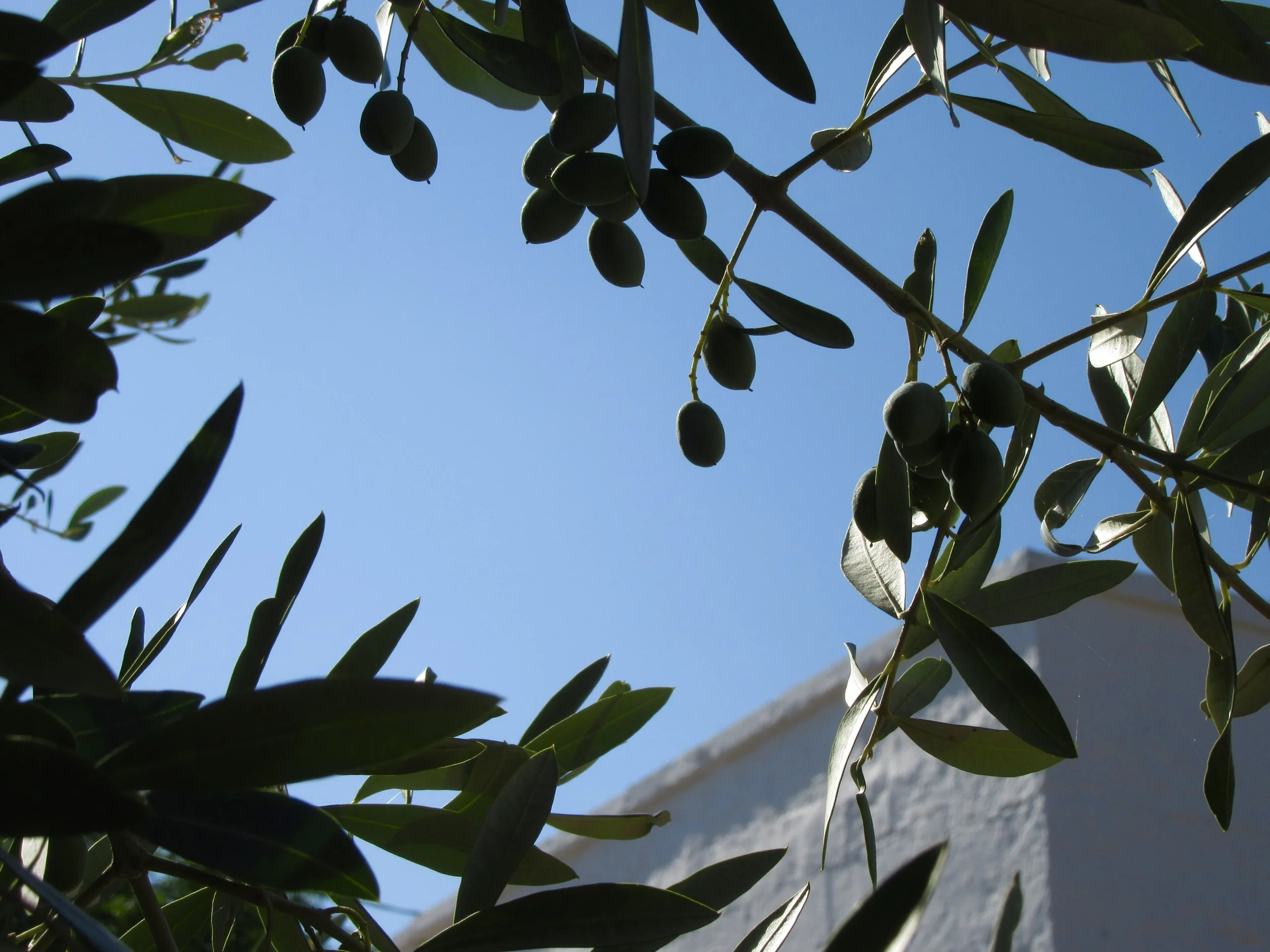 An upclose view of olives in a tree in Puglia, Italy.