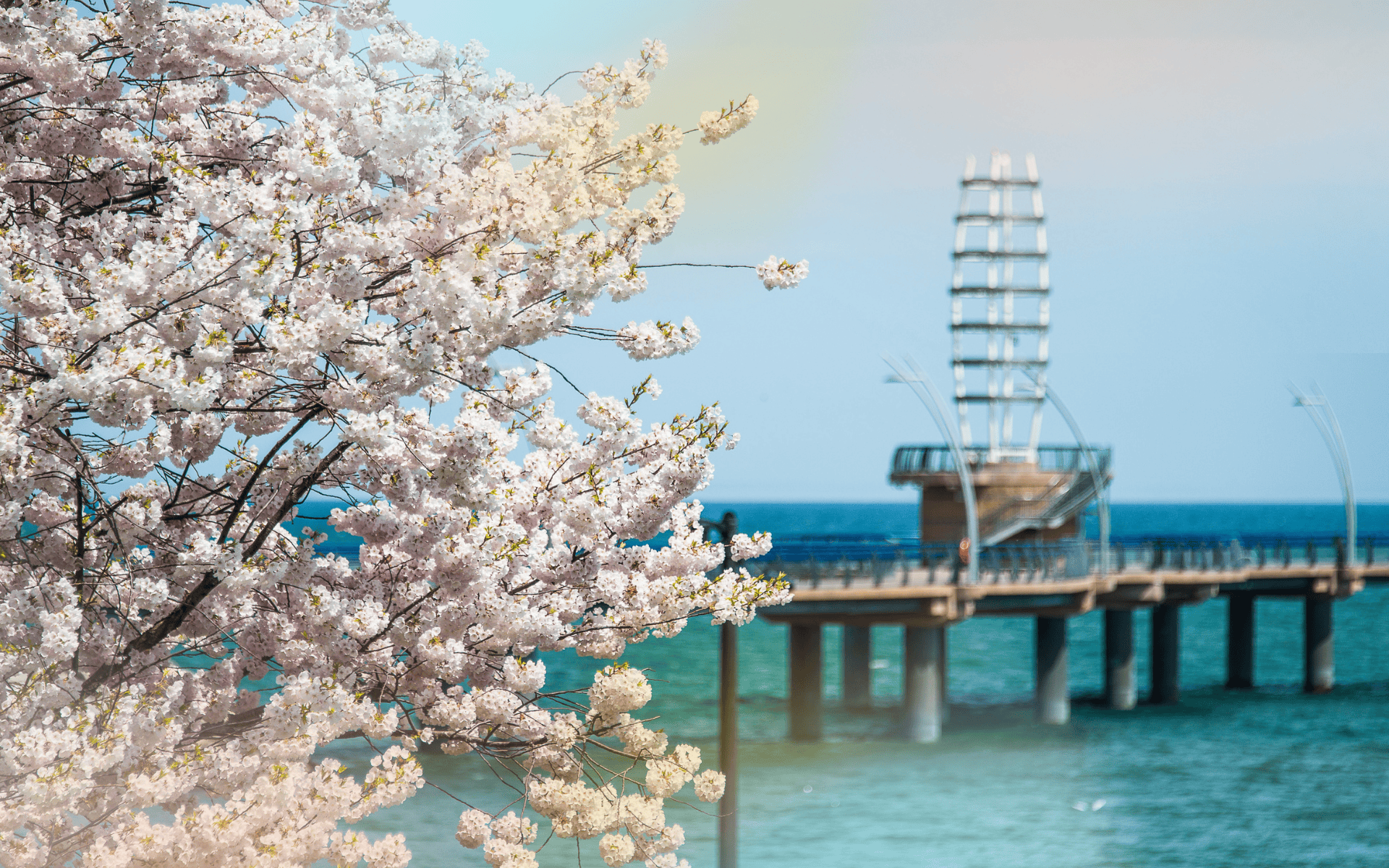 Blossom Into Spring in  Burlington
