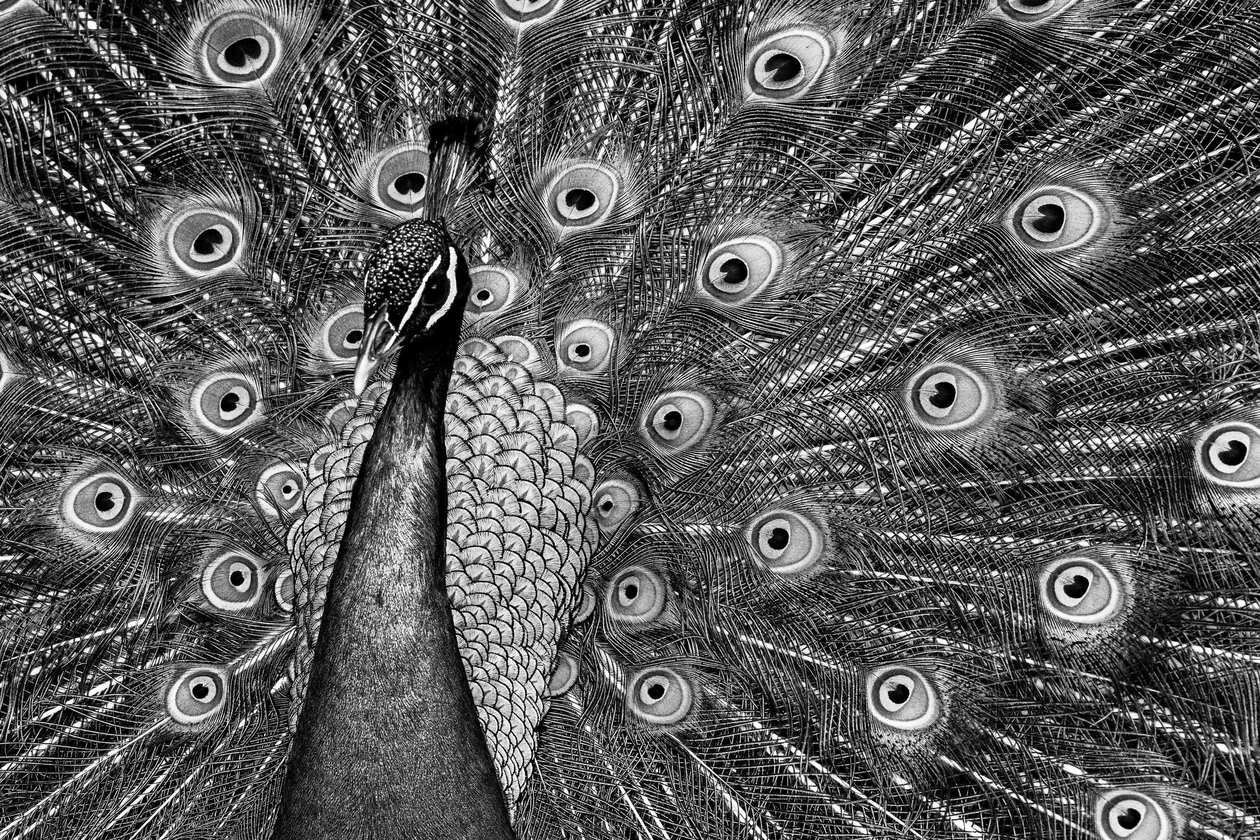 Flaunt - Digital Monochrome