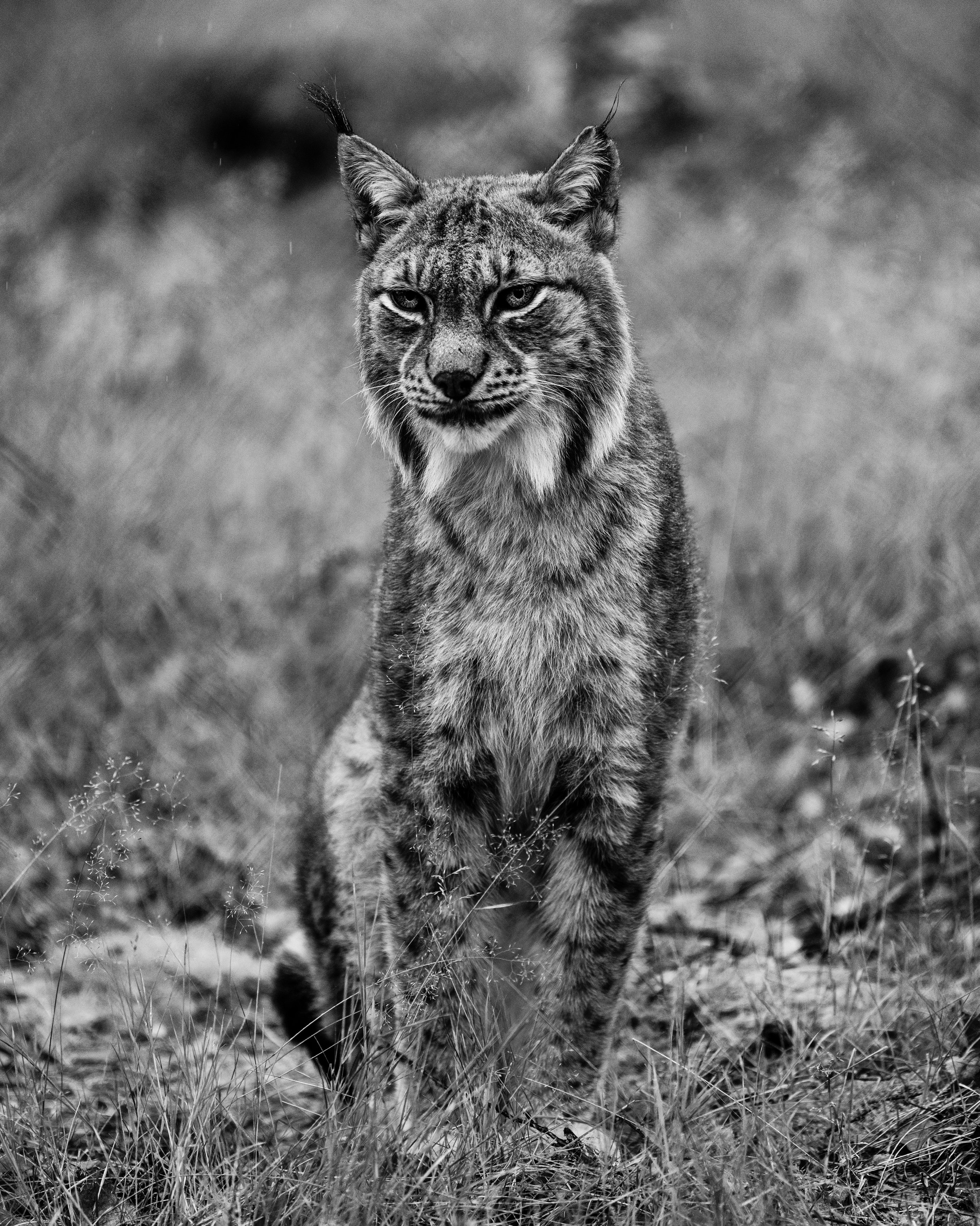 Beautiful things don't ask for attention - Digital Monochrome