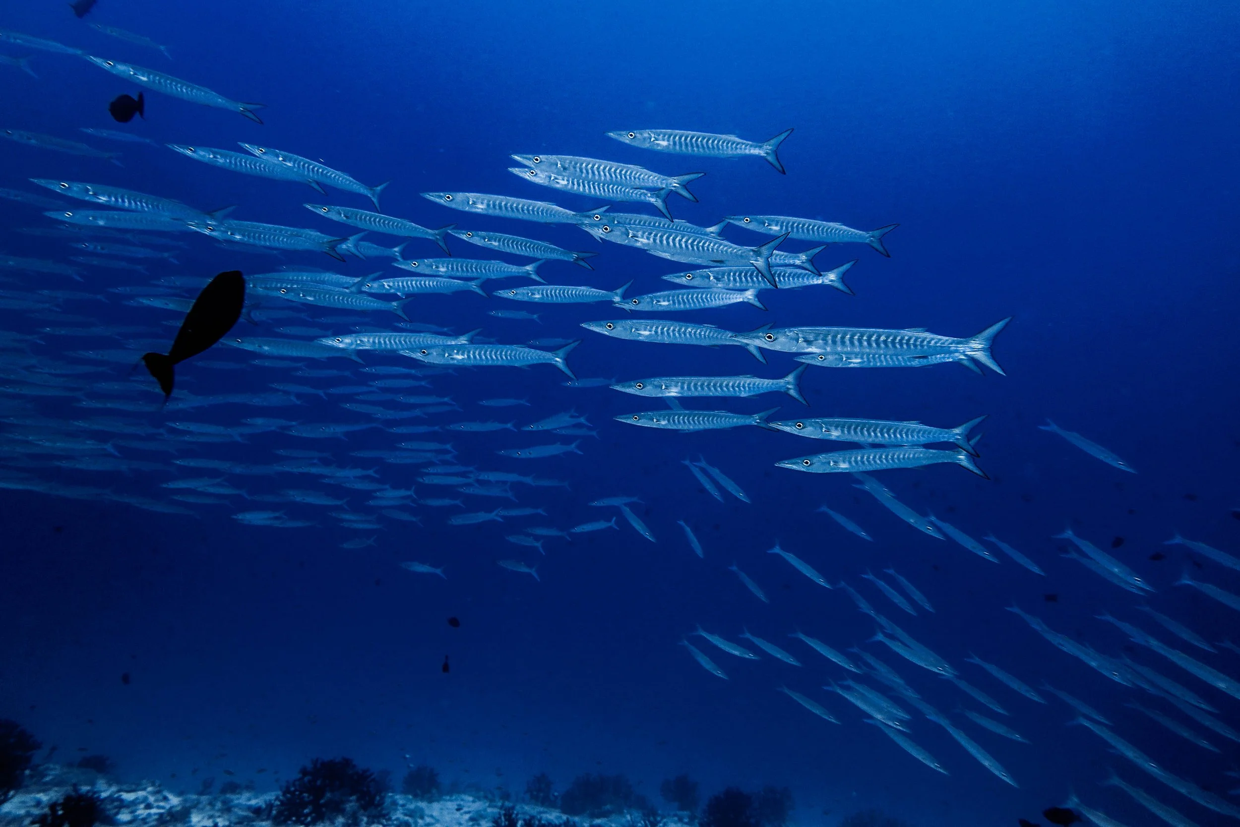 Barracuda on Fulidhoo