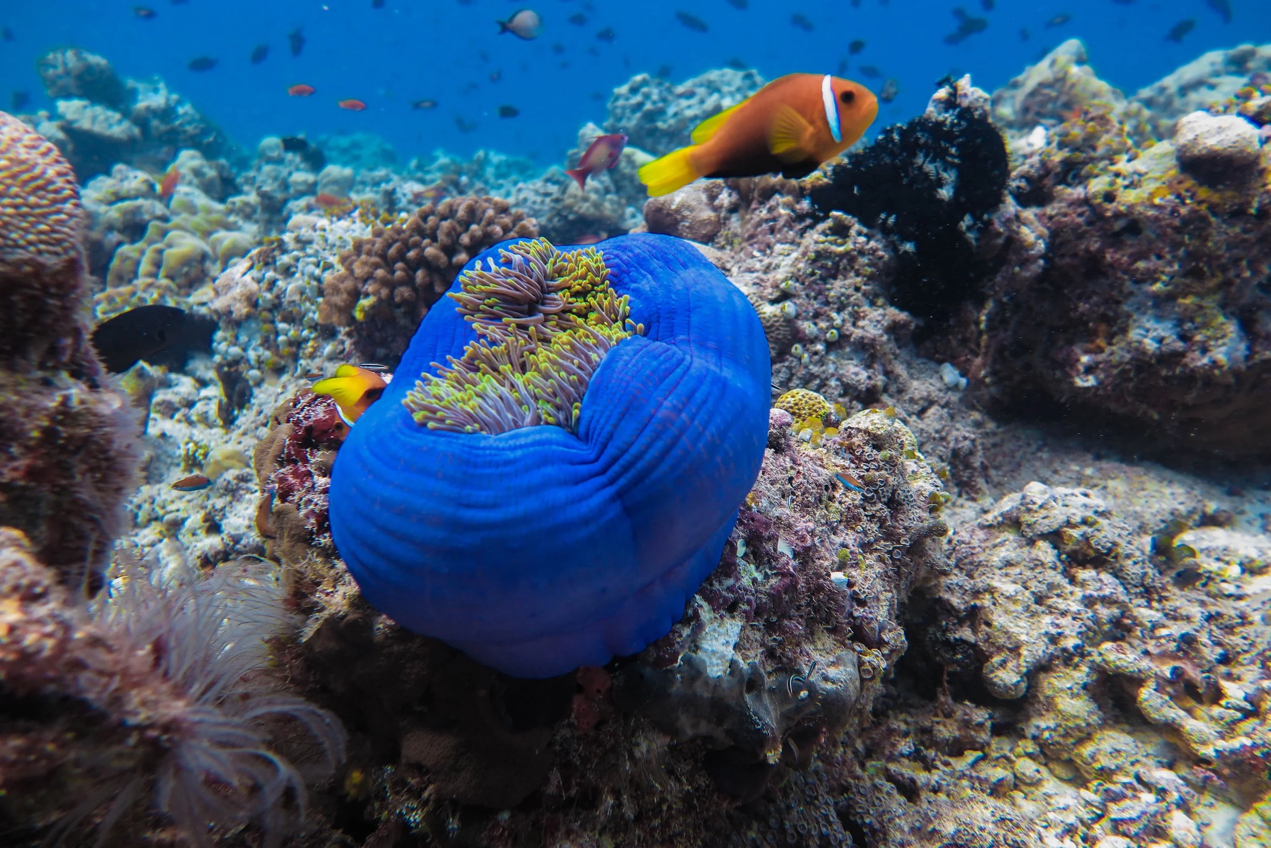 Maldivian Clown Fish in Anenome