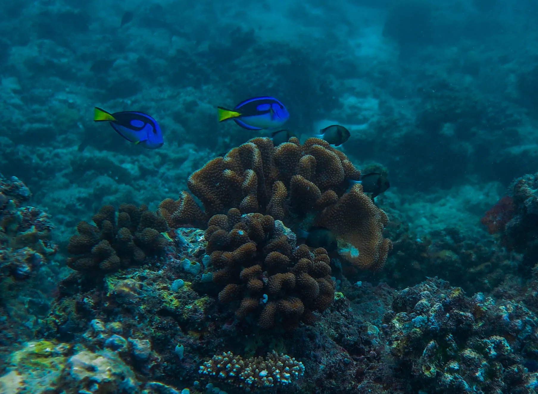 Blue Tang Dori Fish on Fulidhoo