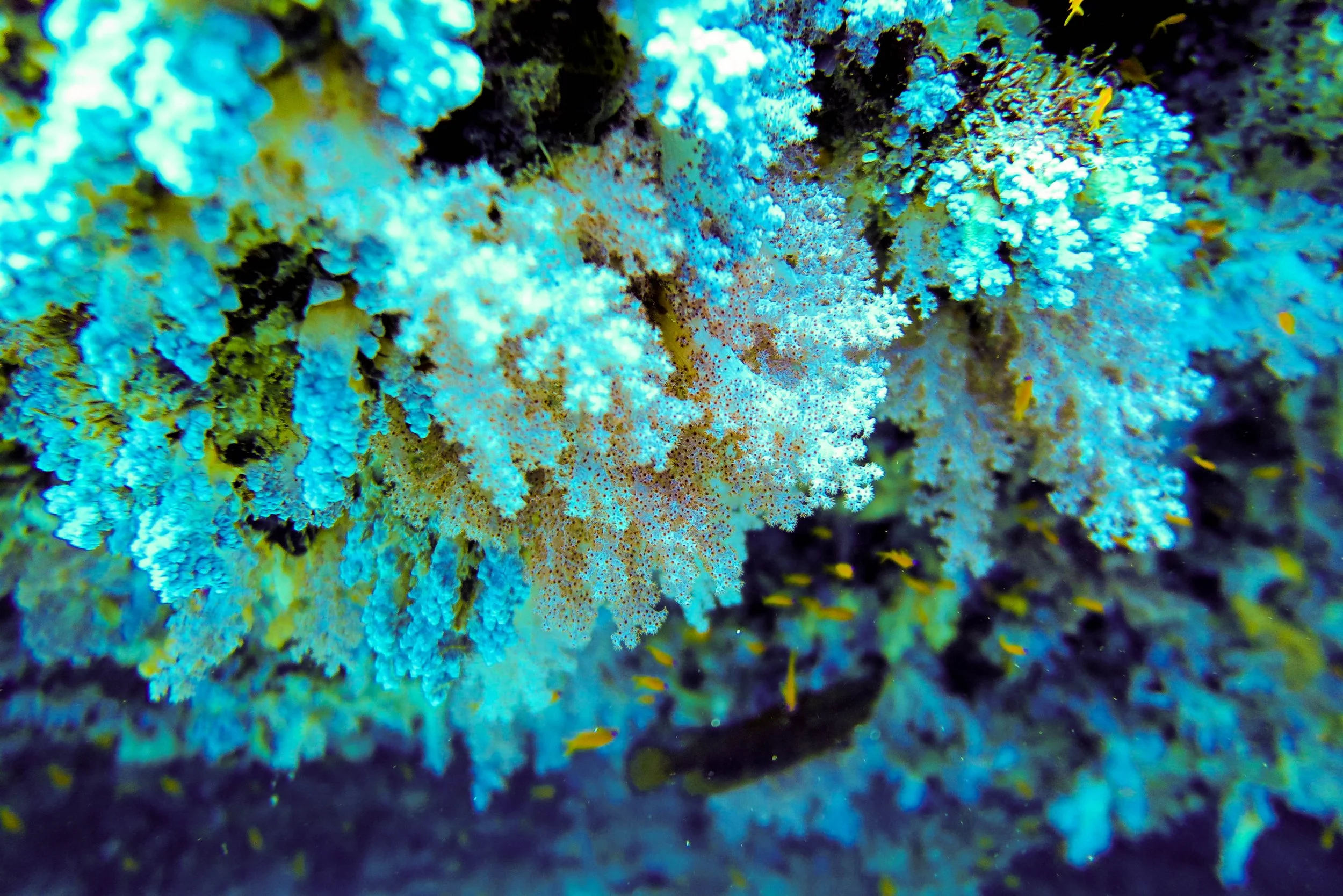 Fulidhoo soft corals