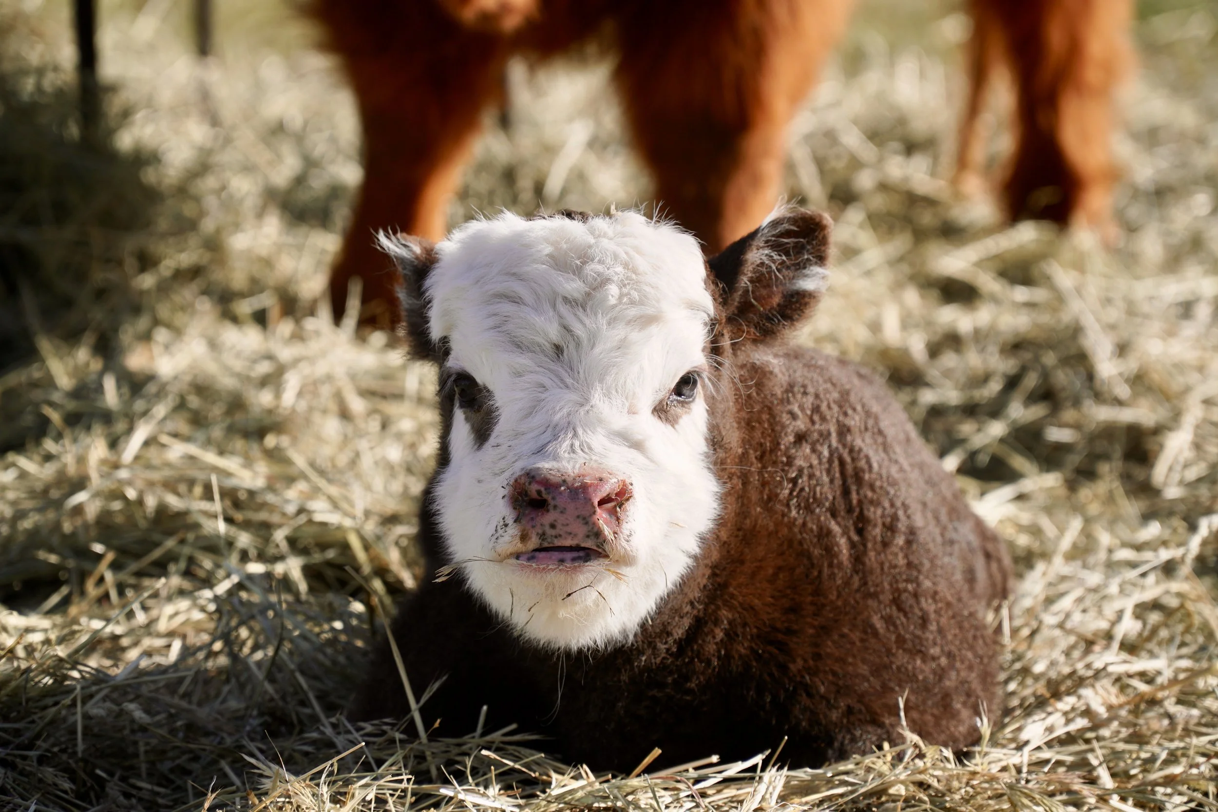 The most perfect chondro+ (test pending) dun, panlander bull sired by HMC Tug and our sweet Meredith. Spitting image of his daddy, I expect this little bull will do great things! Born April 26th