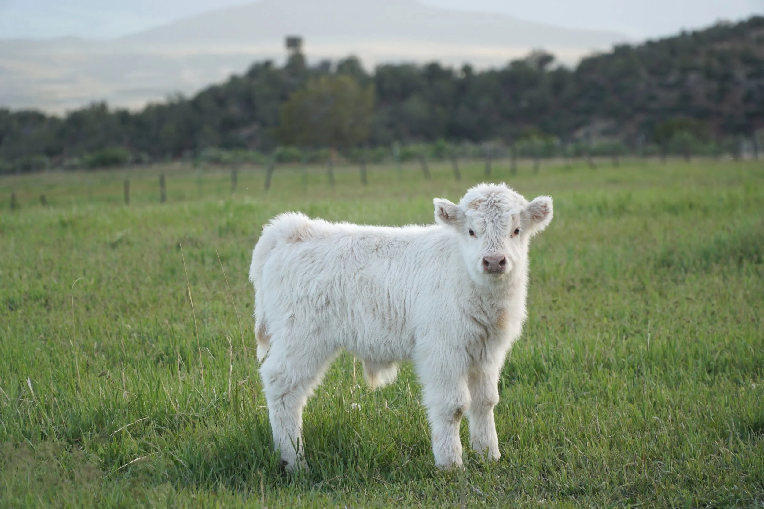 SOLD Hony & Moofasa gave us the neatest little white bull calf with yellow spots! Curious to see if he will keep these little spots, either way he is super fluffy!