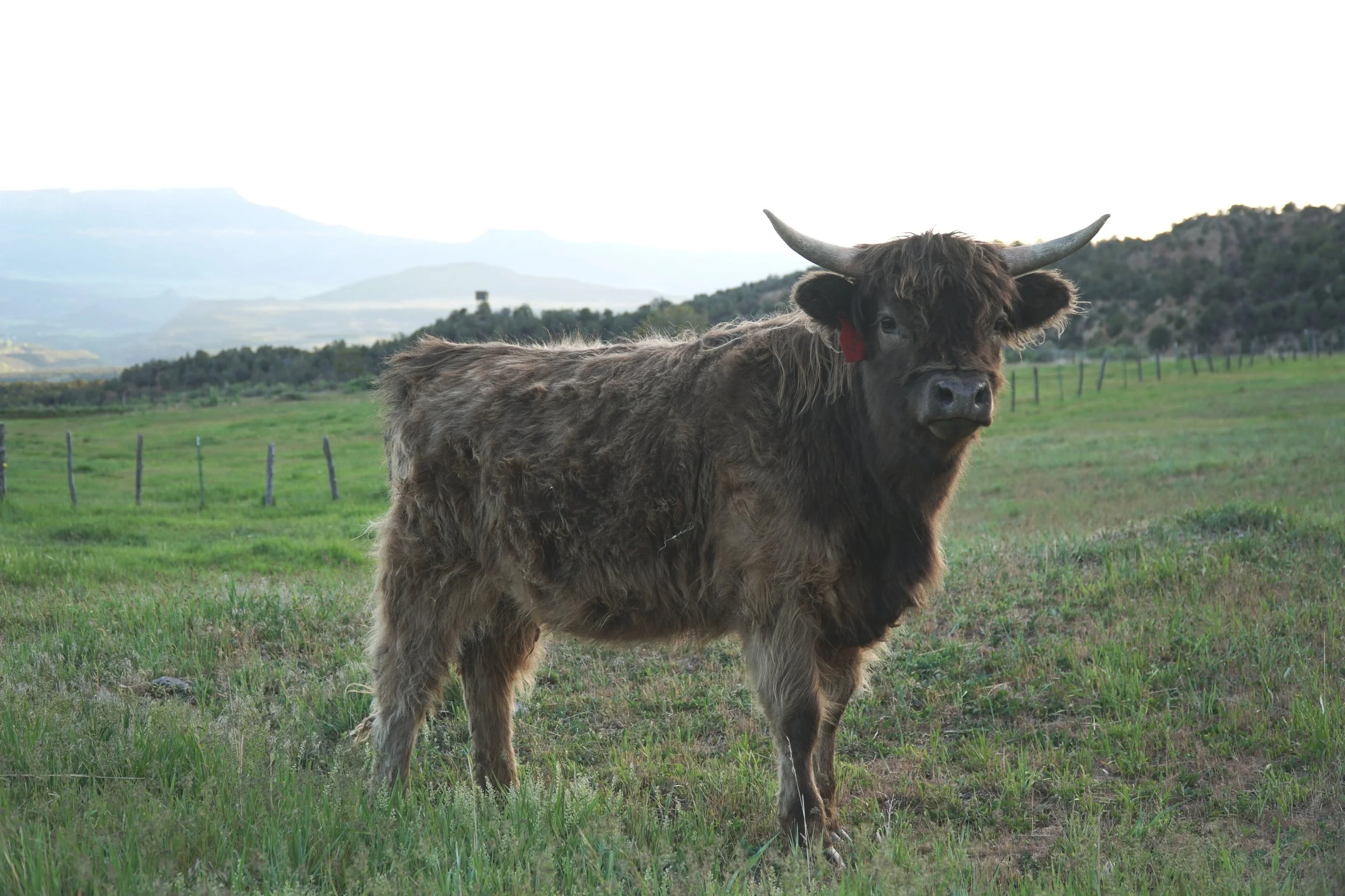 Dorothy Jean
Midsize Dun Highland