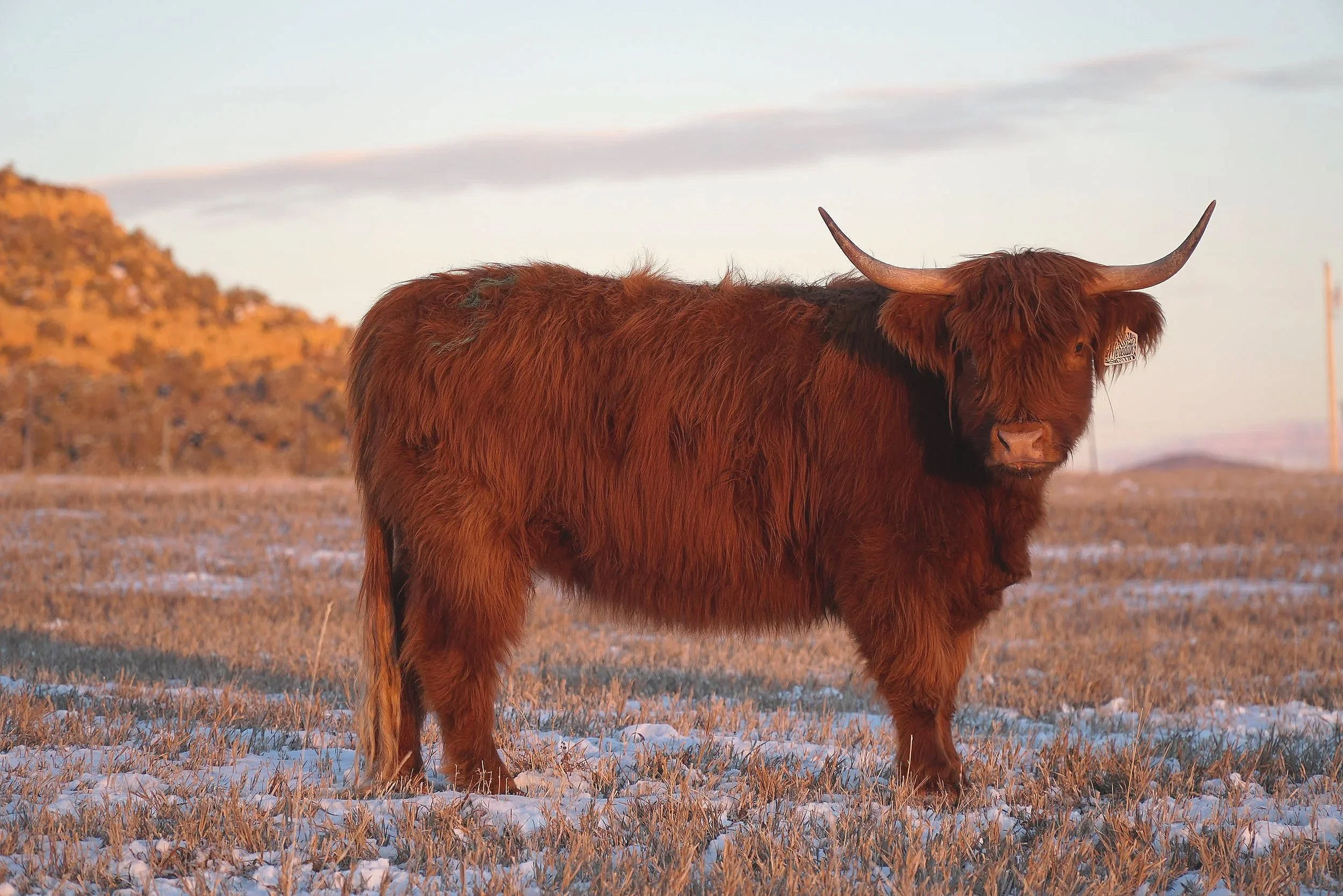 Meredith,
Midsize Red Highland