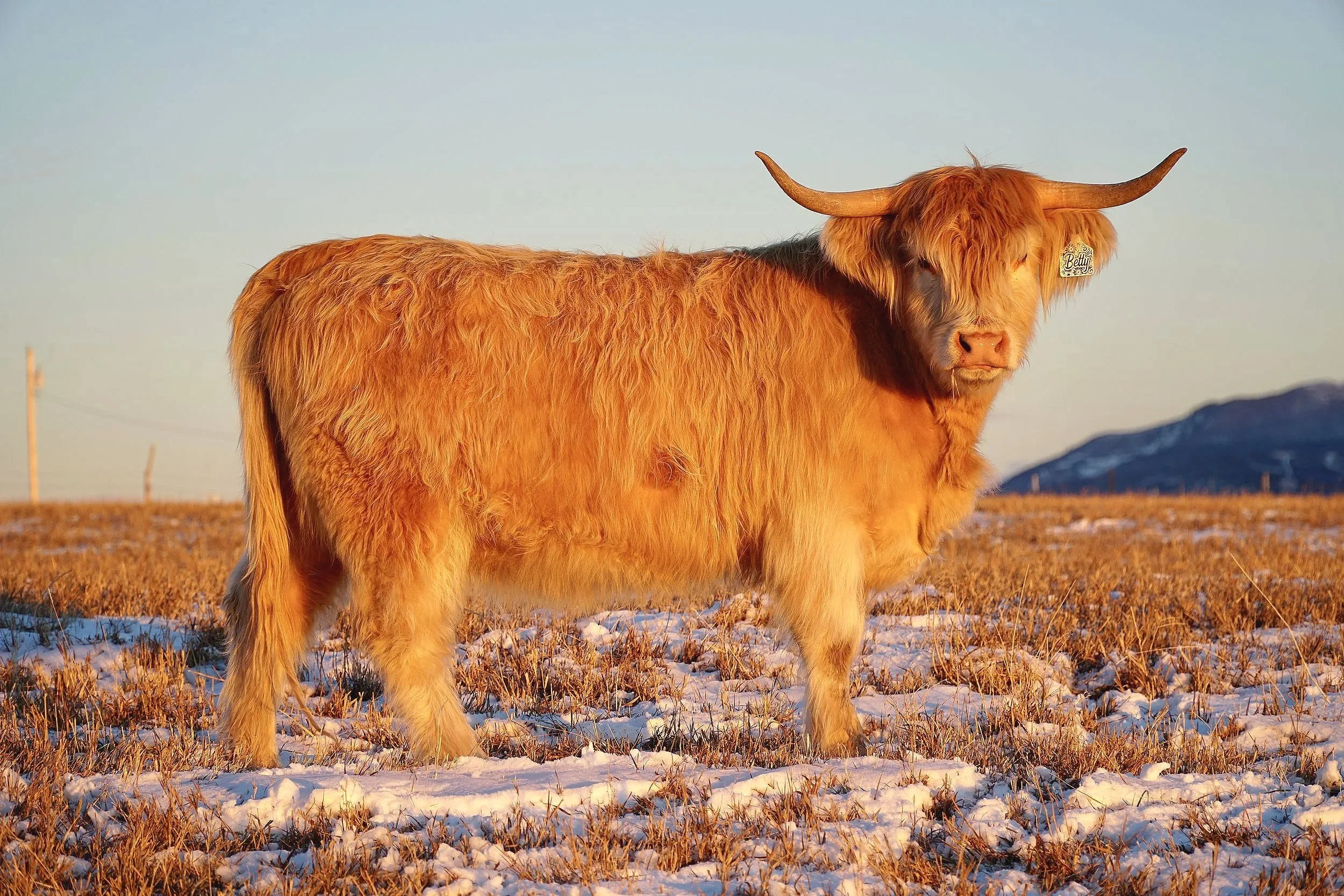 Betty White,
Midsize White Highland