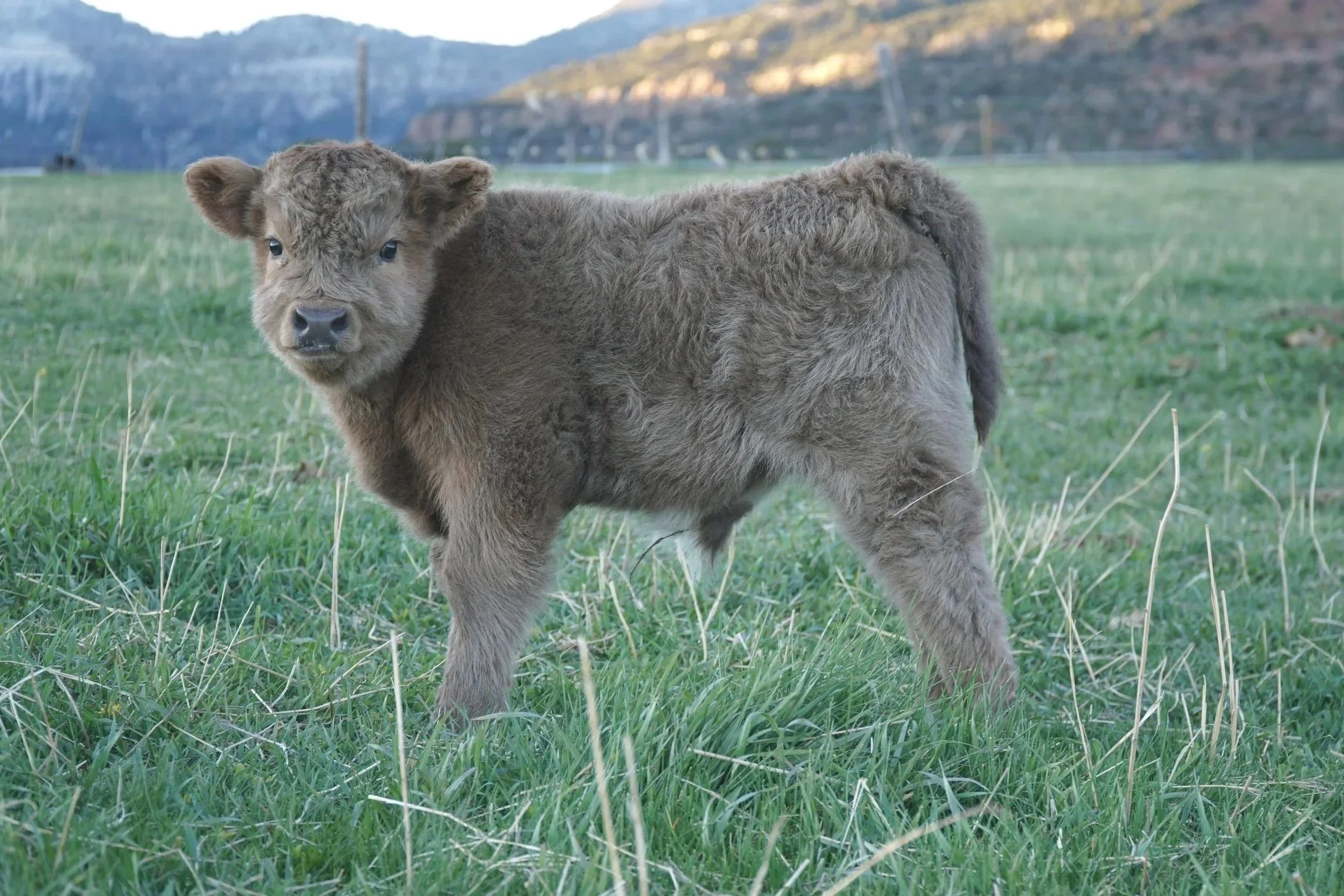 This guys nickname is Tank because he's built like one! Sired by HMC Double Stitch, he got his dads perfect head & fabulous hair. Standing at 20" tall he is compact and full of muscle. He is suspected chondro+ (test pending), 87.5% highland and will 