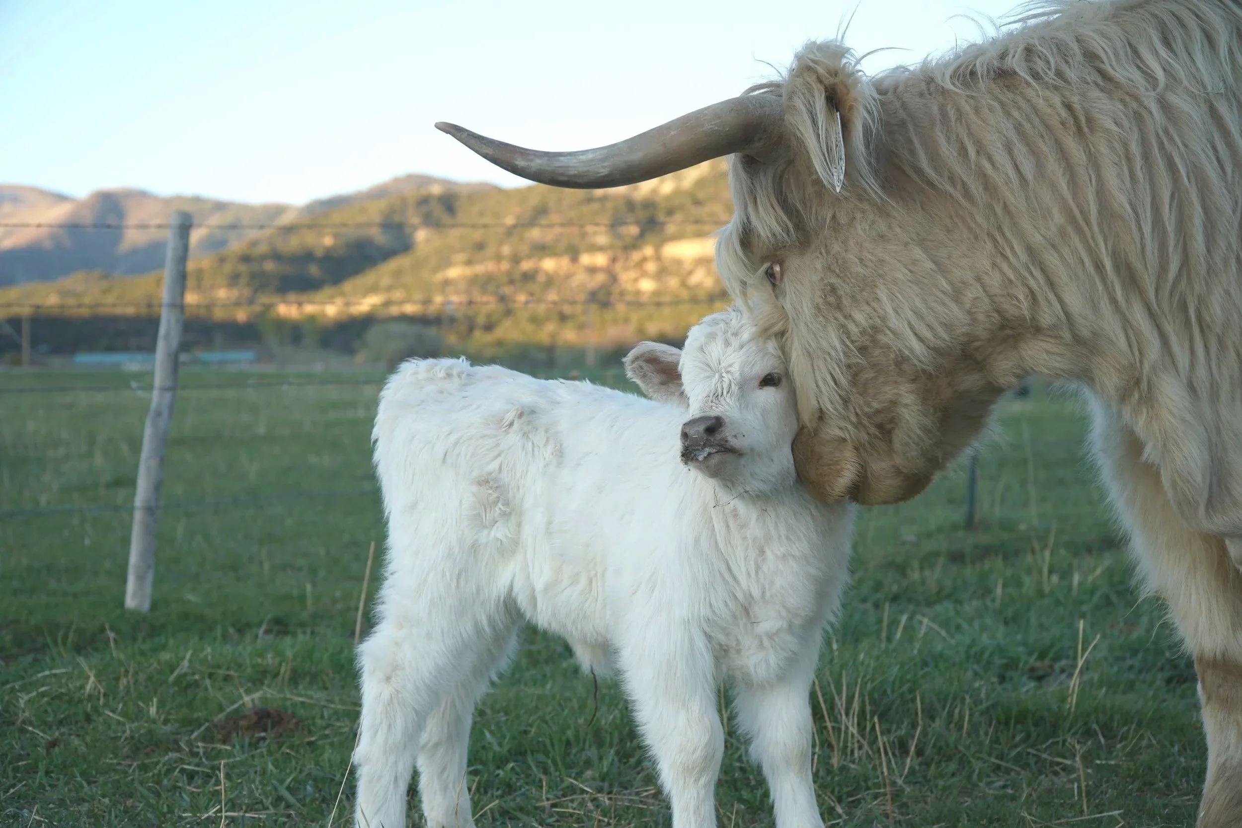 The most perfect silver tipped high park heifer! Sired by HMC Double Stitch, suspected homozygous white park (test pending), they don't get much cuter than this! Born March 31st