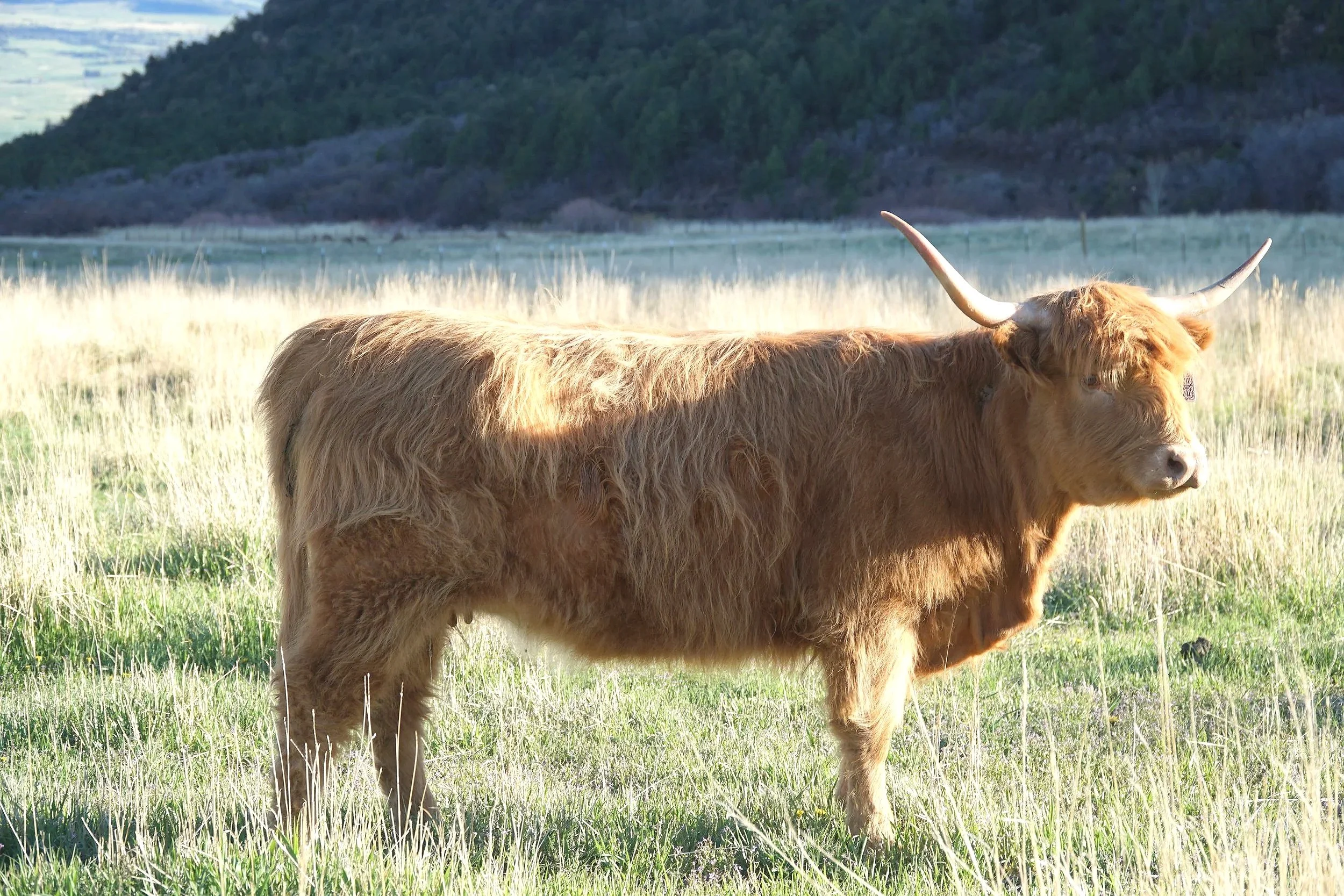 Martha Stewart,
Midsize Yellow Highland