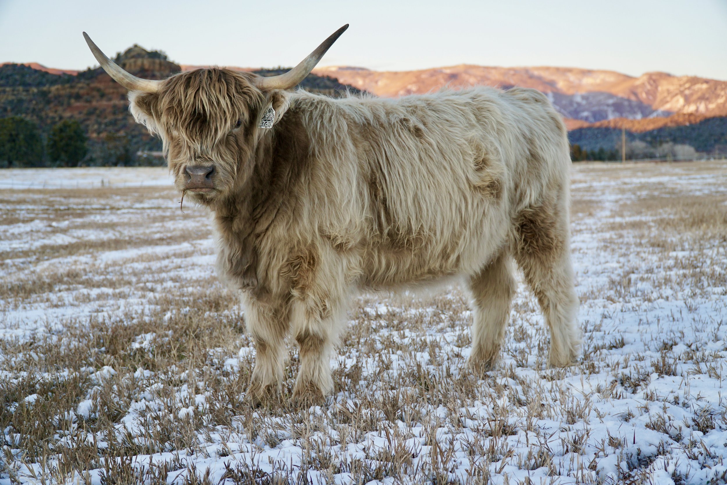 Phyllis,
Midsize Silver Dun Highland