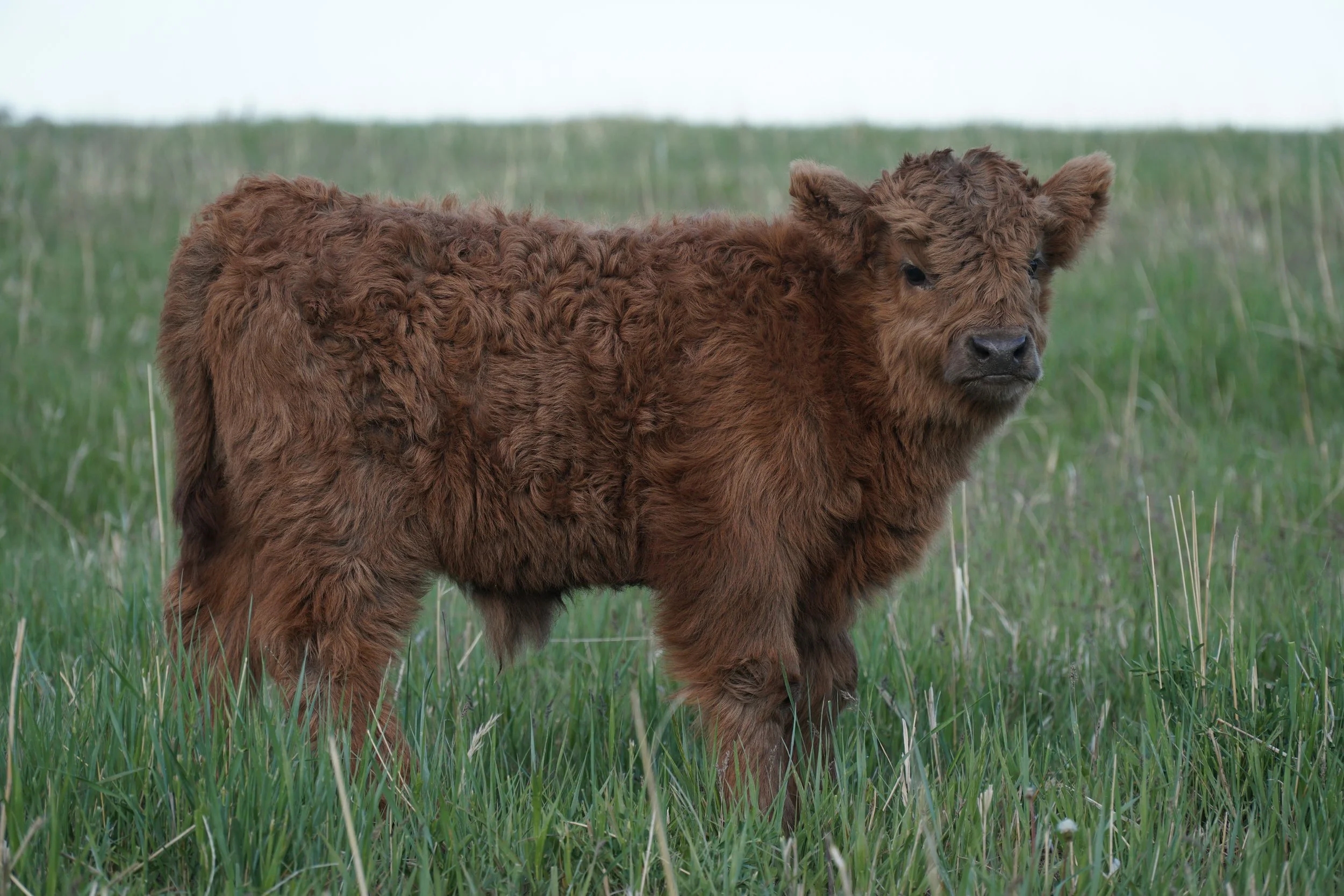 SOLD Shaggy & Moofasa gave us the tiniest, fluffiest, dun bull calf born April 16th.