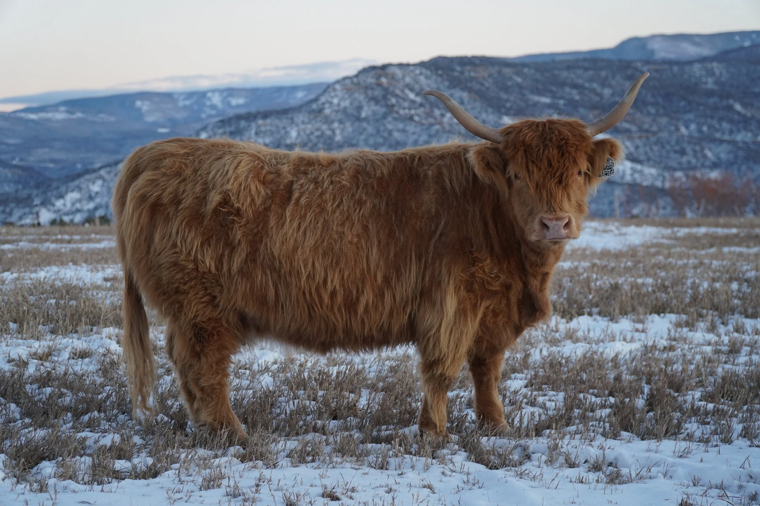 Honey,
Midsize Yellow Highland